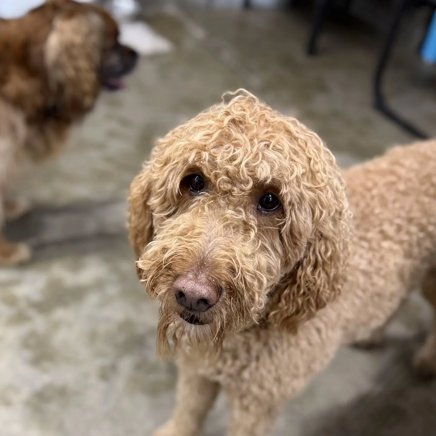 Tomorrow is Alaska Day! These pups may not realize it's a state holiday, but any day they get to roughhouse and snuggle is a good day in their books!
