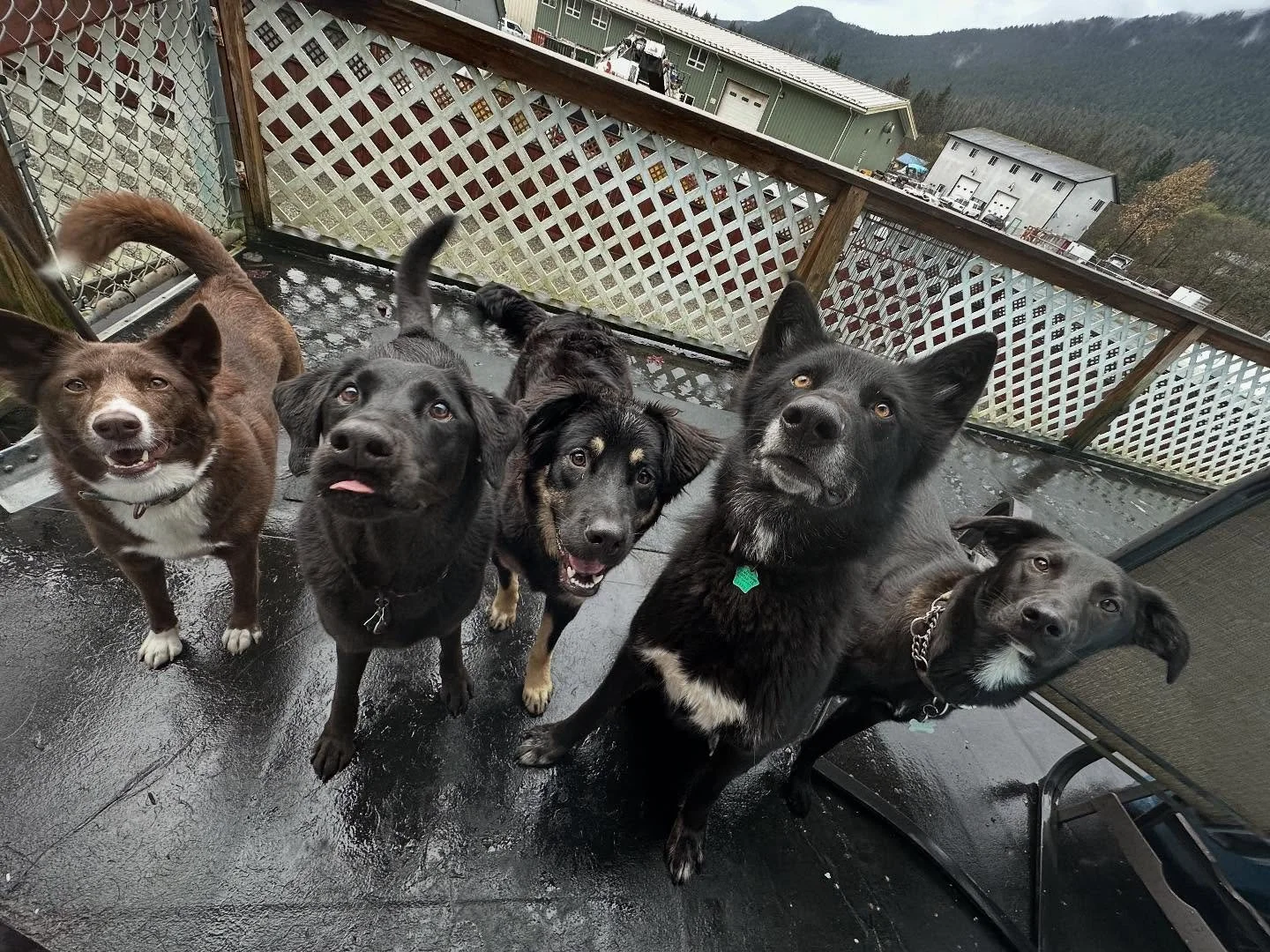 Happy Tuesday!!! From our Dandy Dogs to you💓