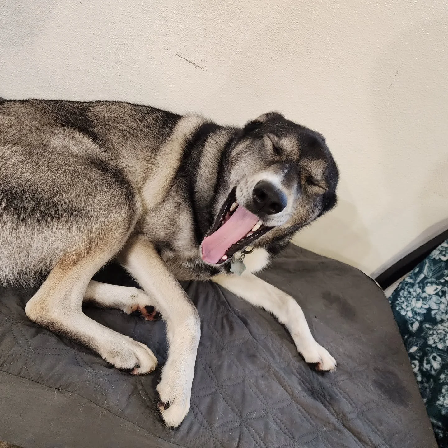 Don't let the snuggles fool you. Our big dog group has gone through a large amount of wrasslin' and tusslin' on this rainy Wednesday