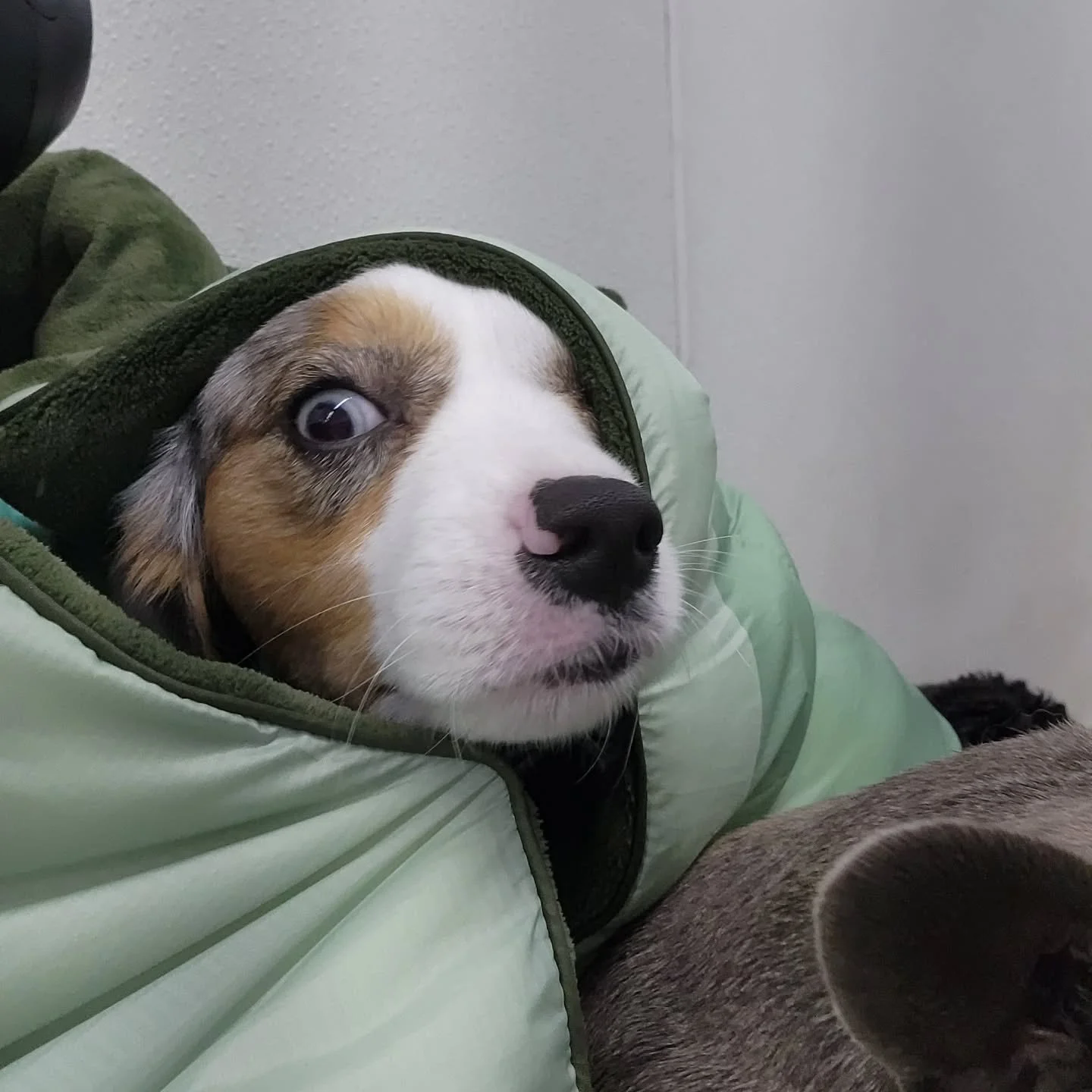 This Thursday is definitely one of those comfy and cozy kind of days, and these pups would agree!