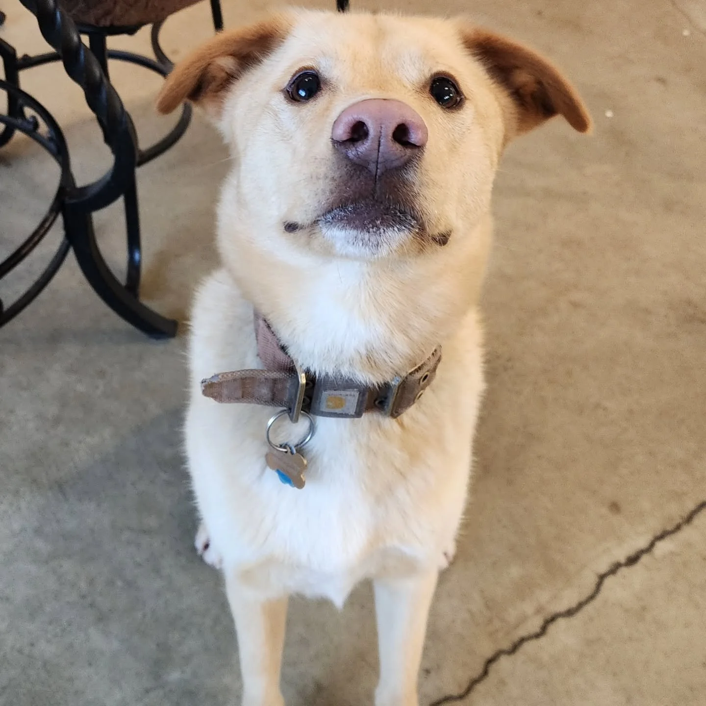 This lass is the water of life and a whole host of fun, we'd like to say hello to Uisge Beatha! She's keeping our more energetic members of the pack on their toes with her jumps and hops, while the others are more than content with just lazing about 