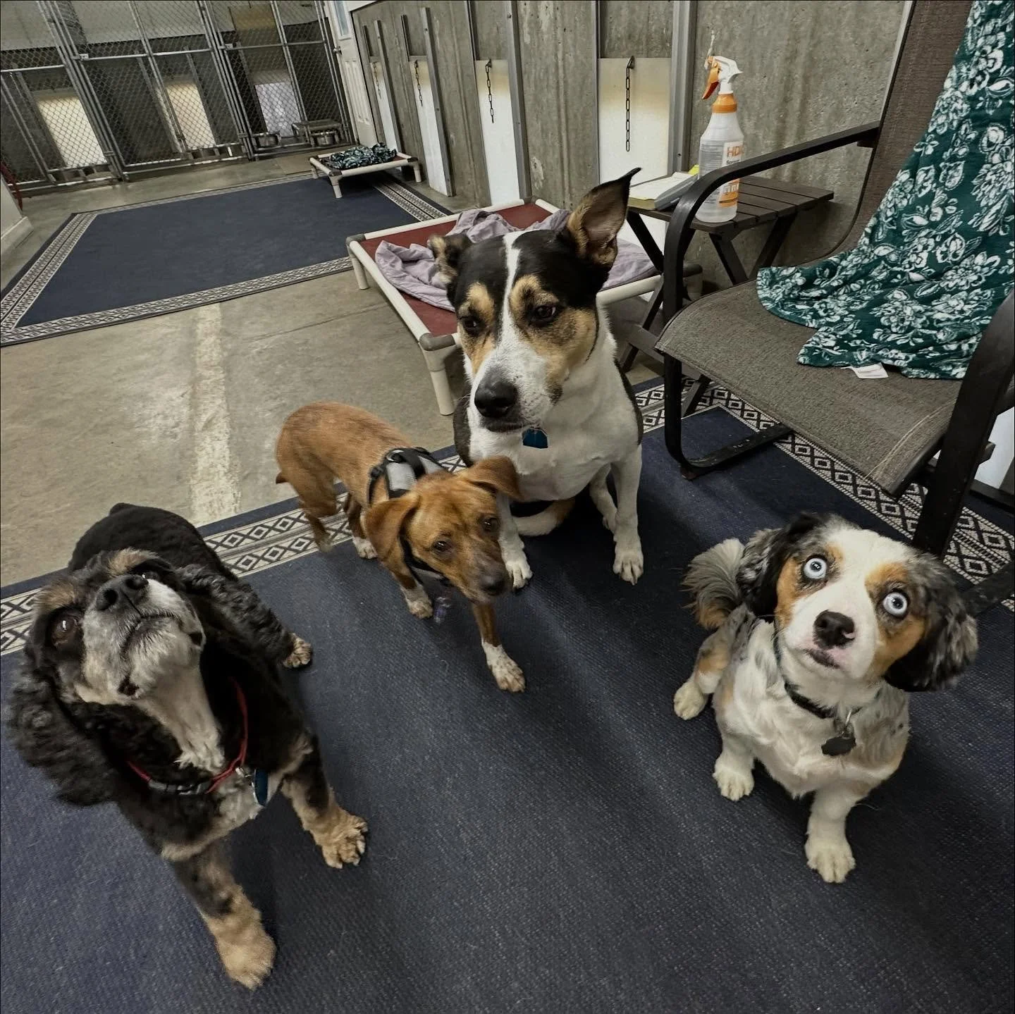 Have a terrific Wednesday!🐾❤️&zwj;🔥