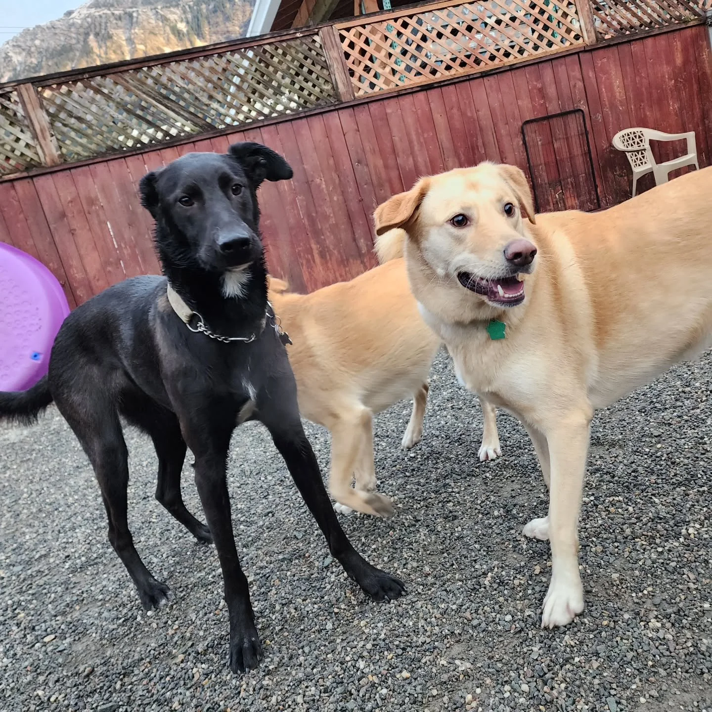 We're seeing double in our big dog group this Wednesday! Our rugs stood no chance against the ensuing rumpus.