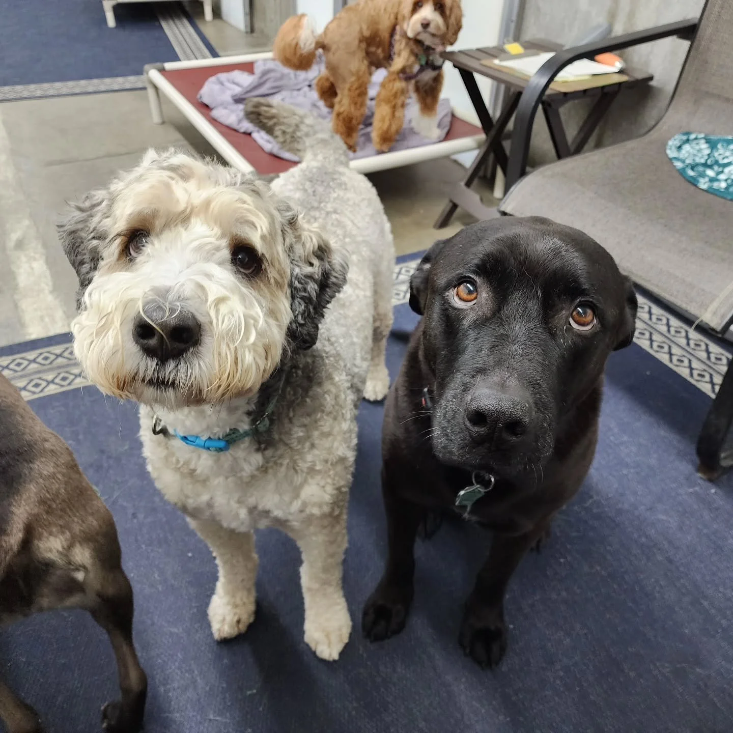 On a rainy, crummy day like today, our pack very much enjoys their cuddles and snuggles as we try to stay warm and dry