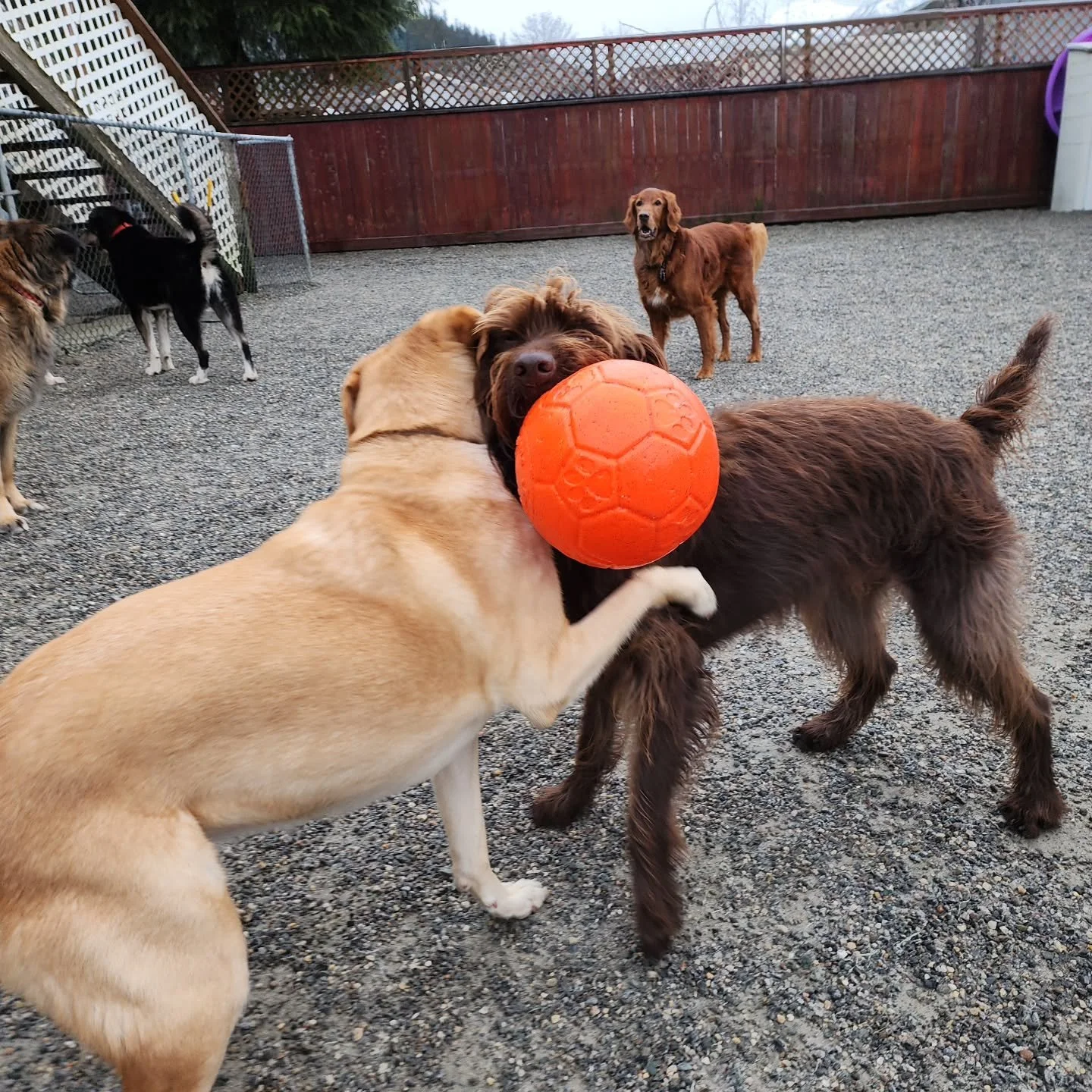 Happy Almost Thanksgiving! Our big dogs participated in the Dandy Dog Turkey Cup this crisp Wednesday. There were no refs and no clear winner, but I think it's safe to say these pups had fun and that's all that matters.
