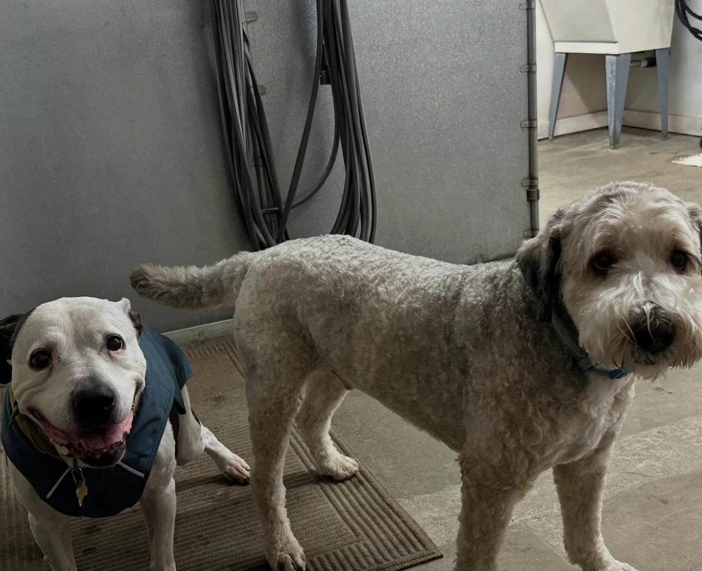 Have yourself a wonderful chill Wednesday😎🐾