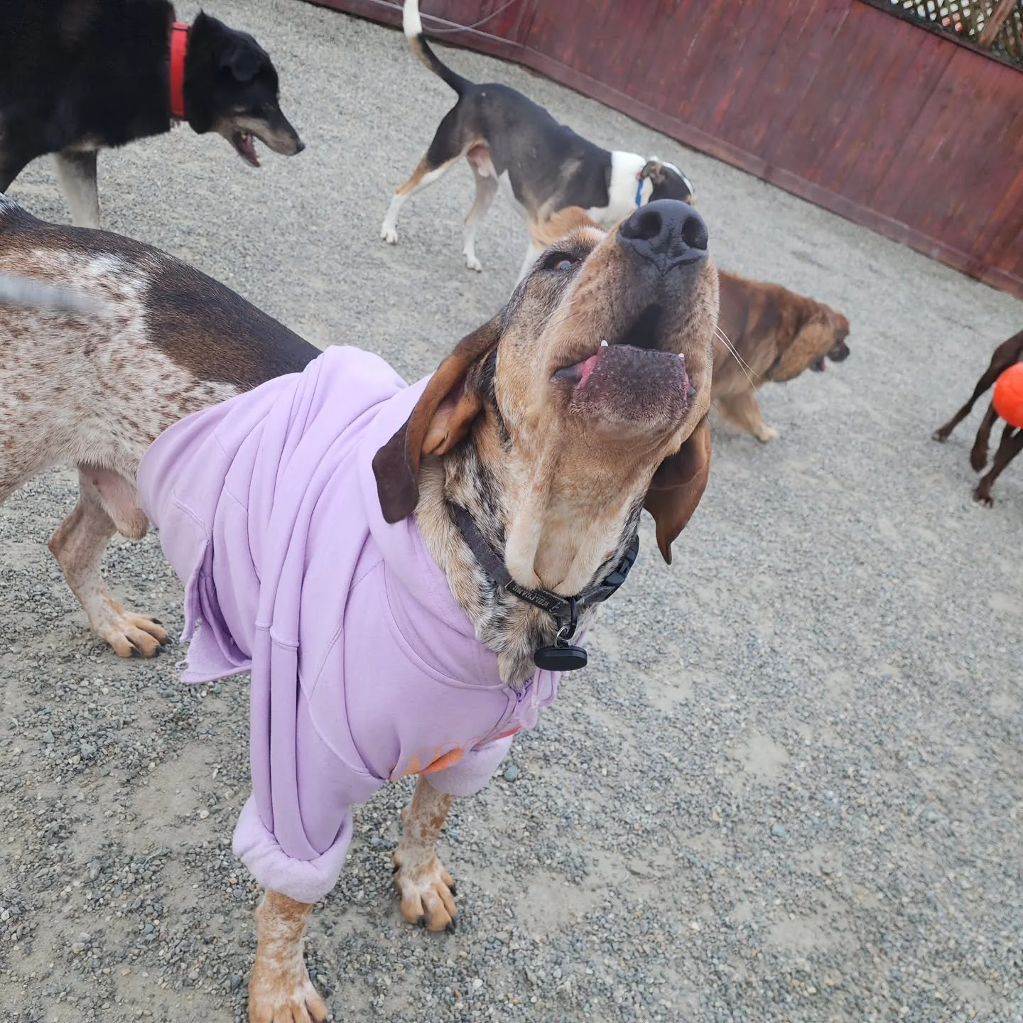 It may be cold but that won't deter these pups from playing outside! Happy Friday!