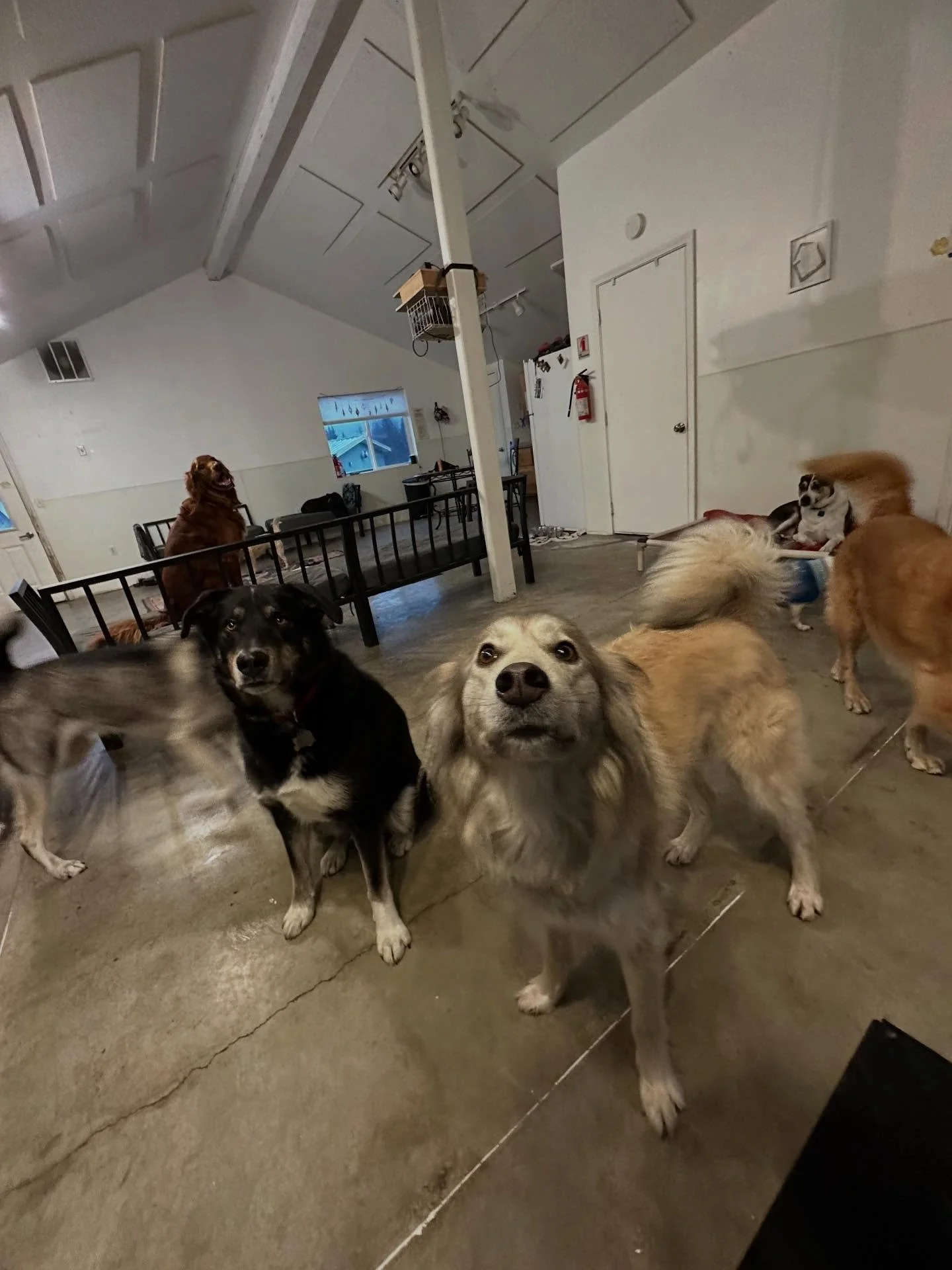 This Monday is full of zoomies, everyone playing and having a good time🩷🐾have yourself a sweet Monday!