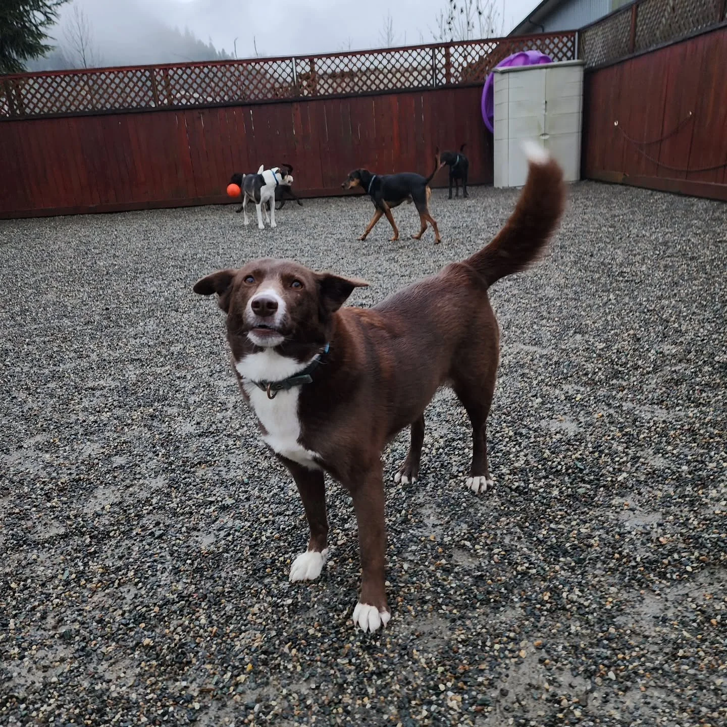 Our big dog group got into some rumpus this morning, taking full advantage of the drizzle to romp outside with a ball and each other!