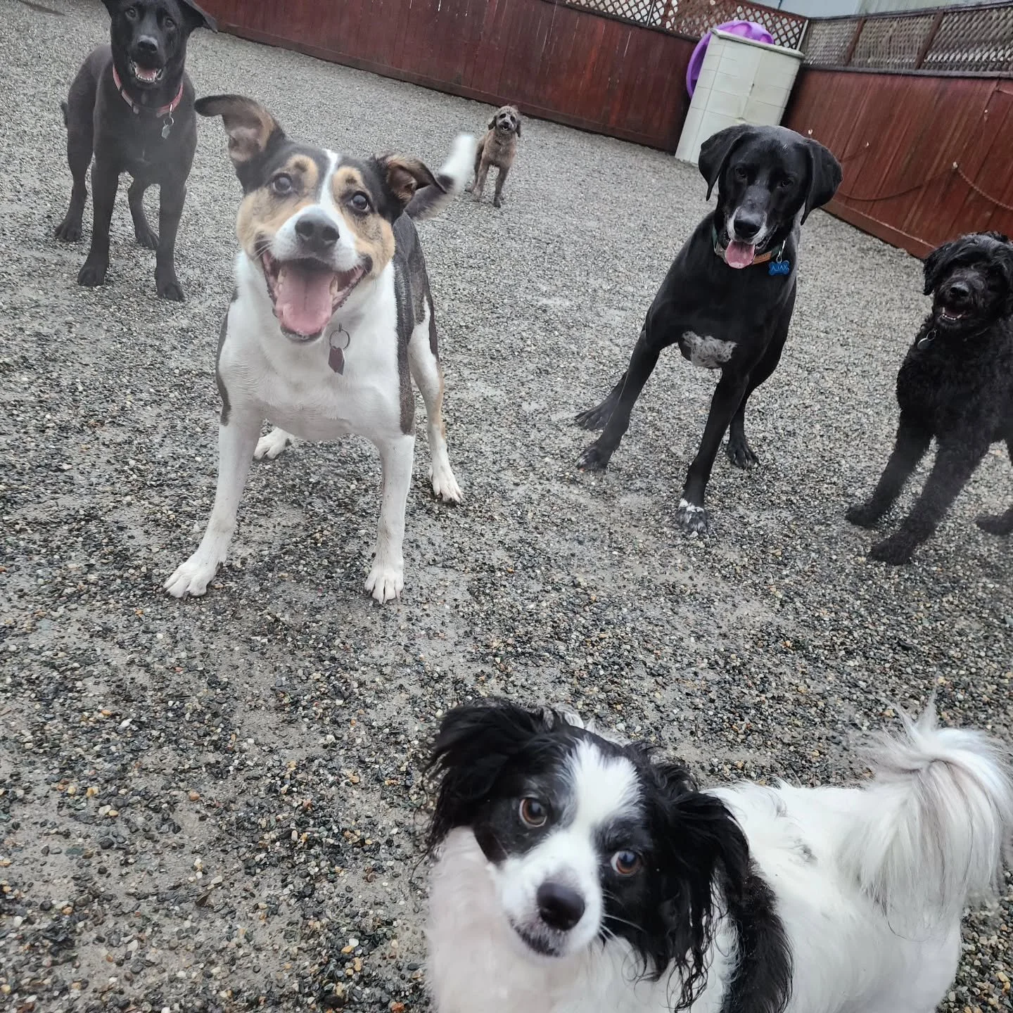 Who doesn't love a good game of RAINBALL!? These pups sure do. No other way to spend a Wednesday.