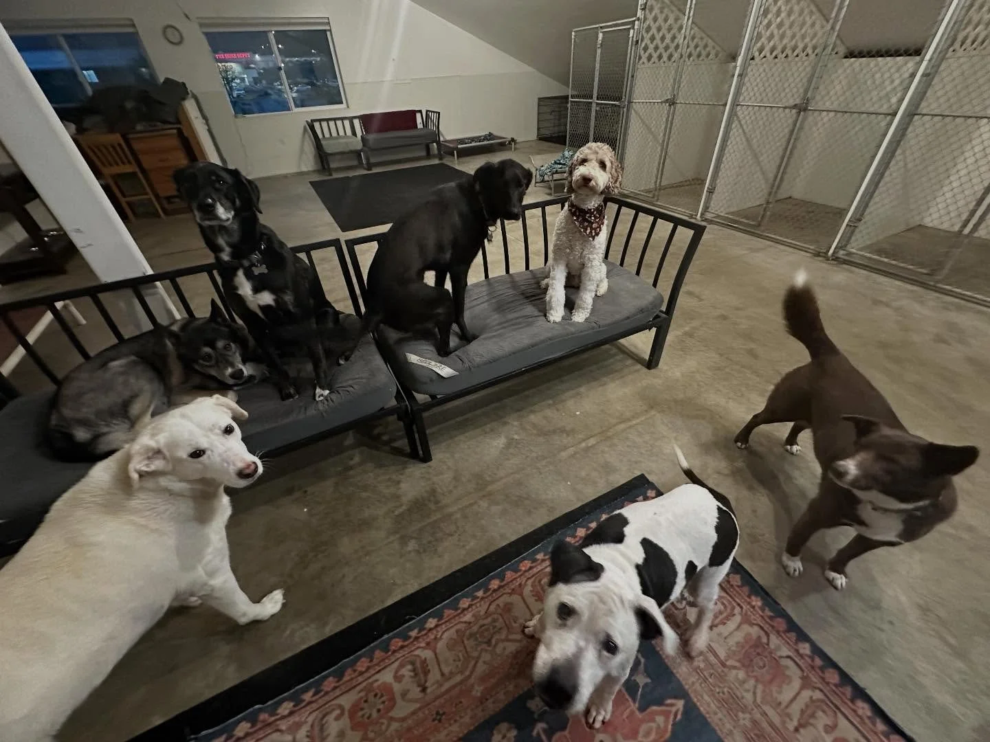 What a sweet Wednesday with out dandy pups🥰🐾