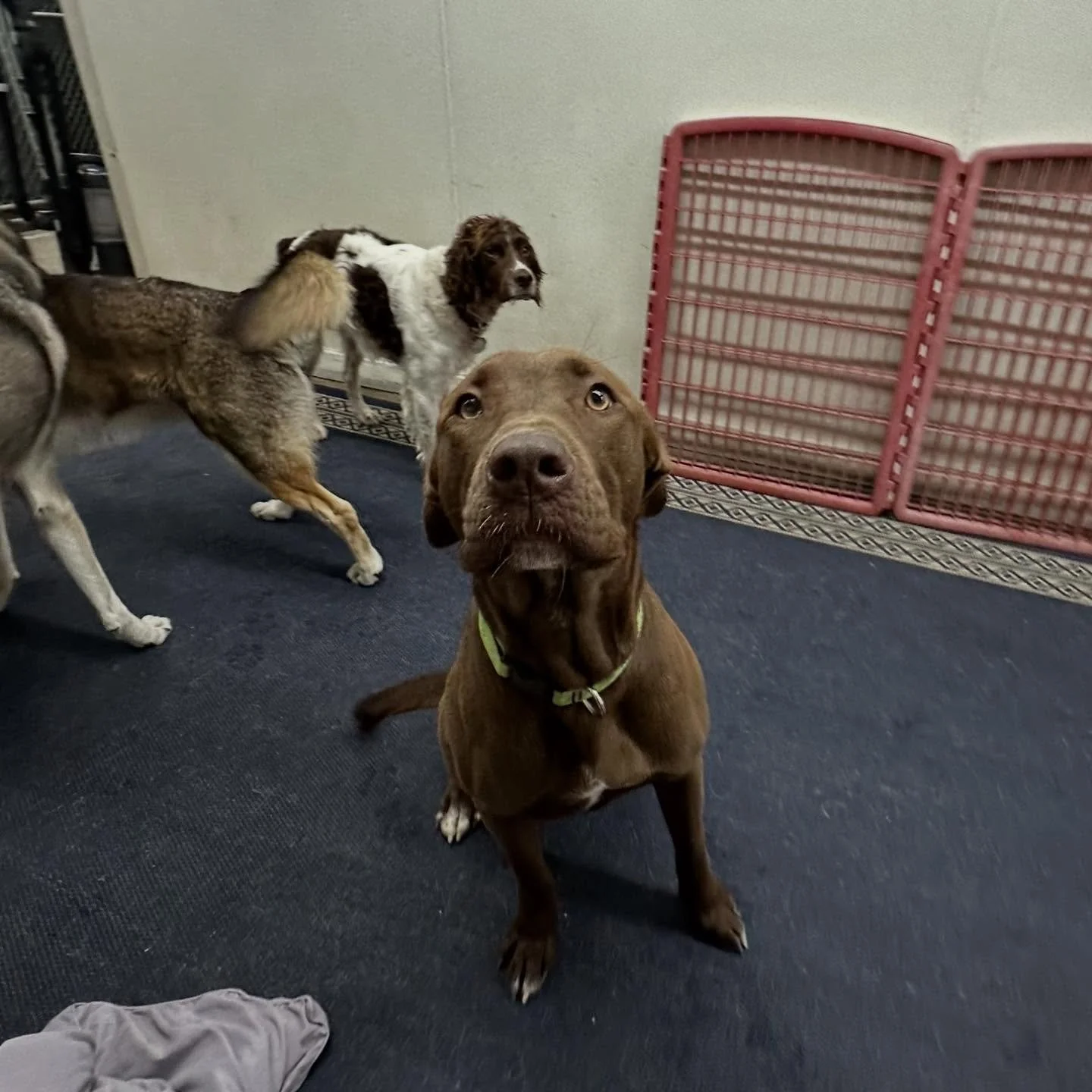 Everyone welcome Mr. Reggie to the pack! Everyone&rsquo;s having an exciting day getting to know they&rsquo;re new pal!🐾🩷