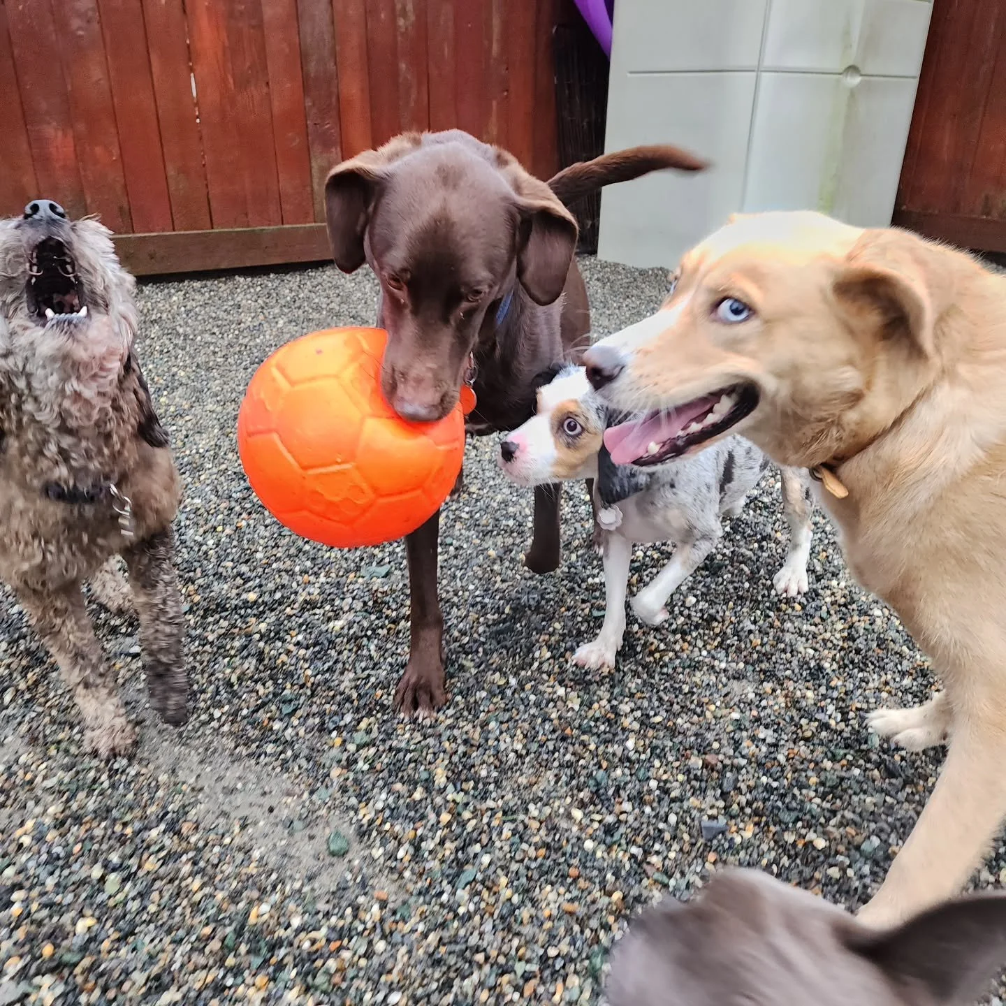 Another day of running and rumpus! These pups went all out with the ball today, and Marley gave us one of her most flattering model shots.