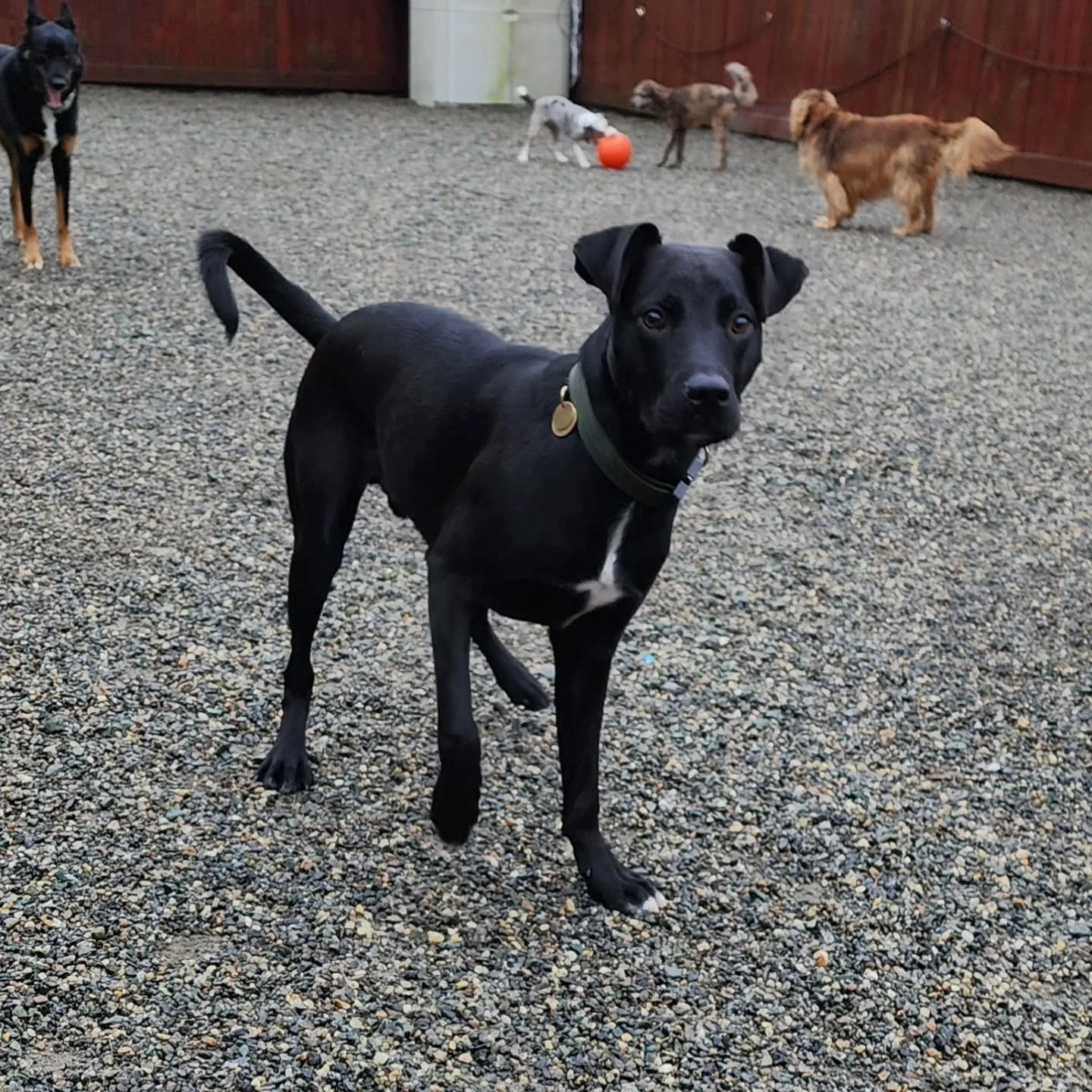 We'd like to welcome Mez to the pack! He joined in on the shenanigans today and was one of the few to keep up with Ms. Moxie. Happy Friday!