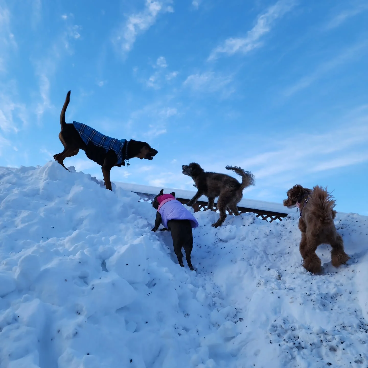 It's just a pinch chilly today, but that doesn't stop (most of) these pups from enjoying the snow!