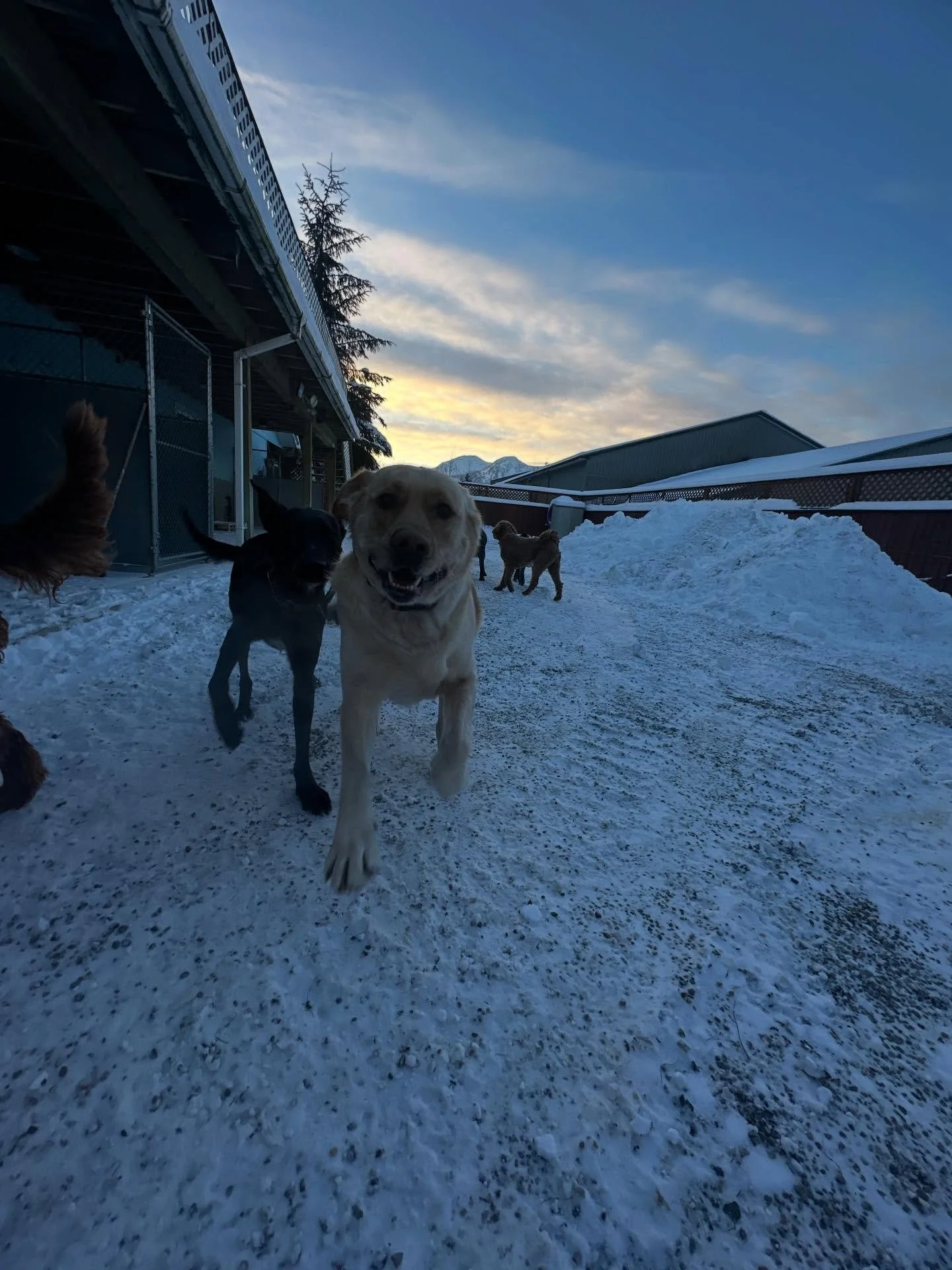 We welcome Sir Barley to our dandy dog gang! 🩷✨ STAY WARM EVERYONE!!🥶