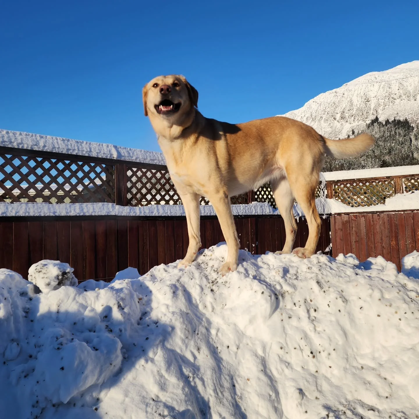 Despite it feeling like it's in the negatives, these pups are positively enjoying the snow! Stay warm out there!