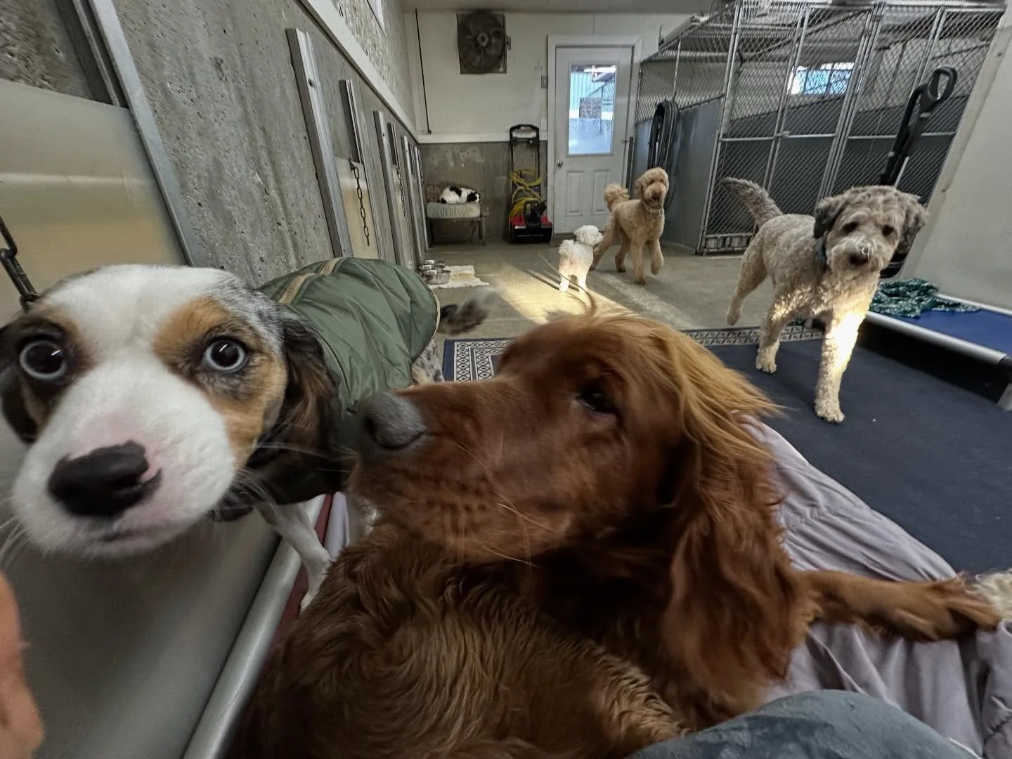 Our snuggle buddies🥰still having a ball and rough-housing inside✨🐾