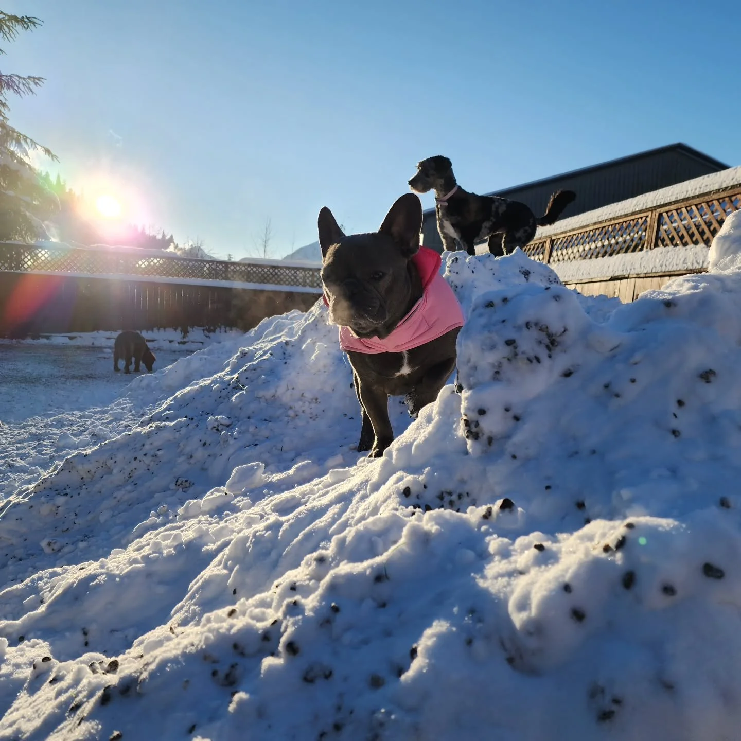 The sun may be out but holy moly is it cold! Some of these pups had another idea and opted to just stay inside. I don't blame them. Stay warm!