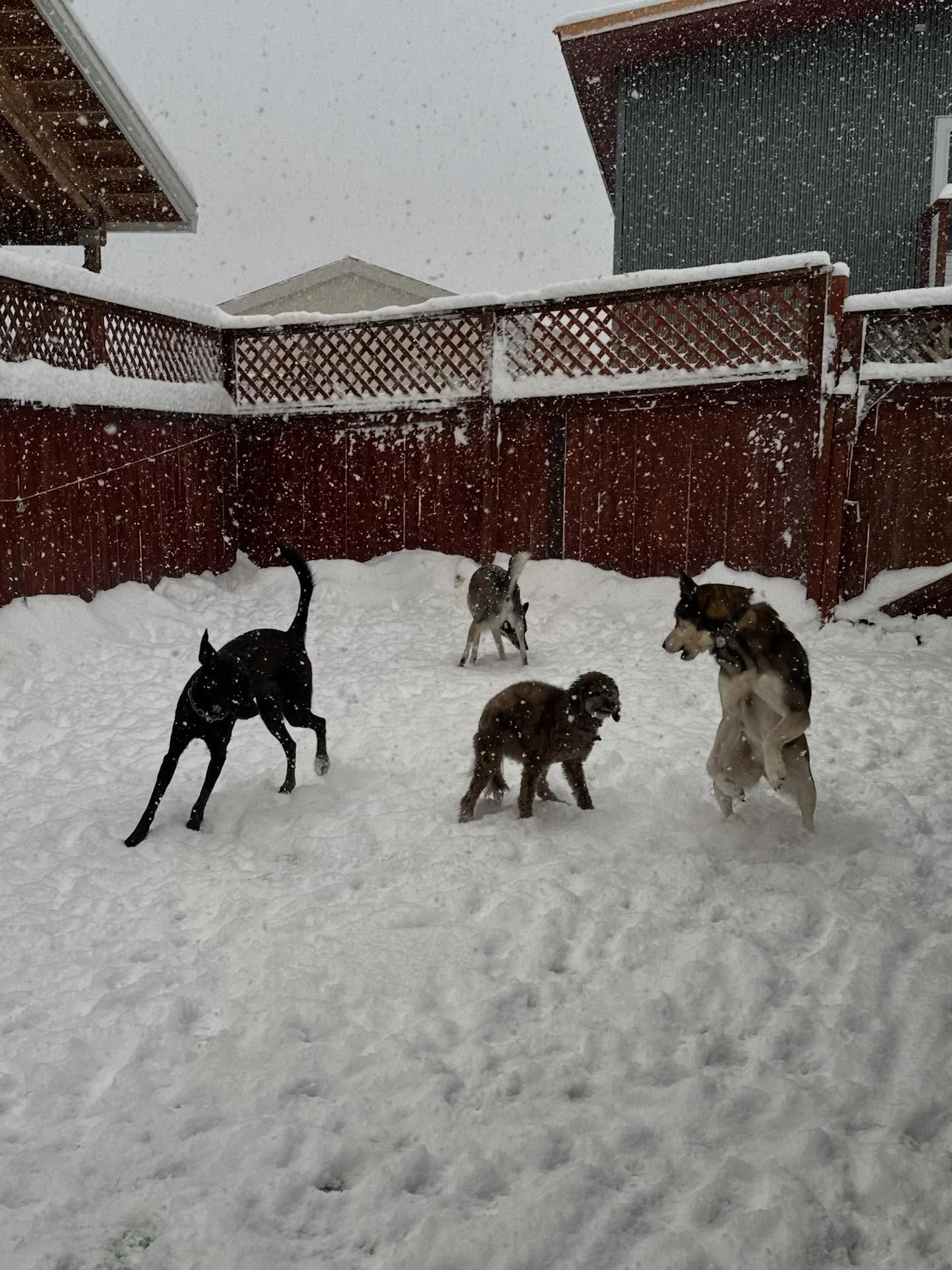 We are enjoying this winter &ldquo;storm&rdquo; while we keep up with shoveling😍💕🥶playing hard and cuddling today, stay warm everyone!!!