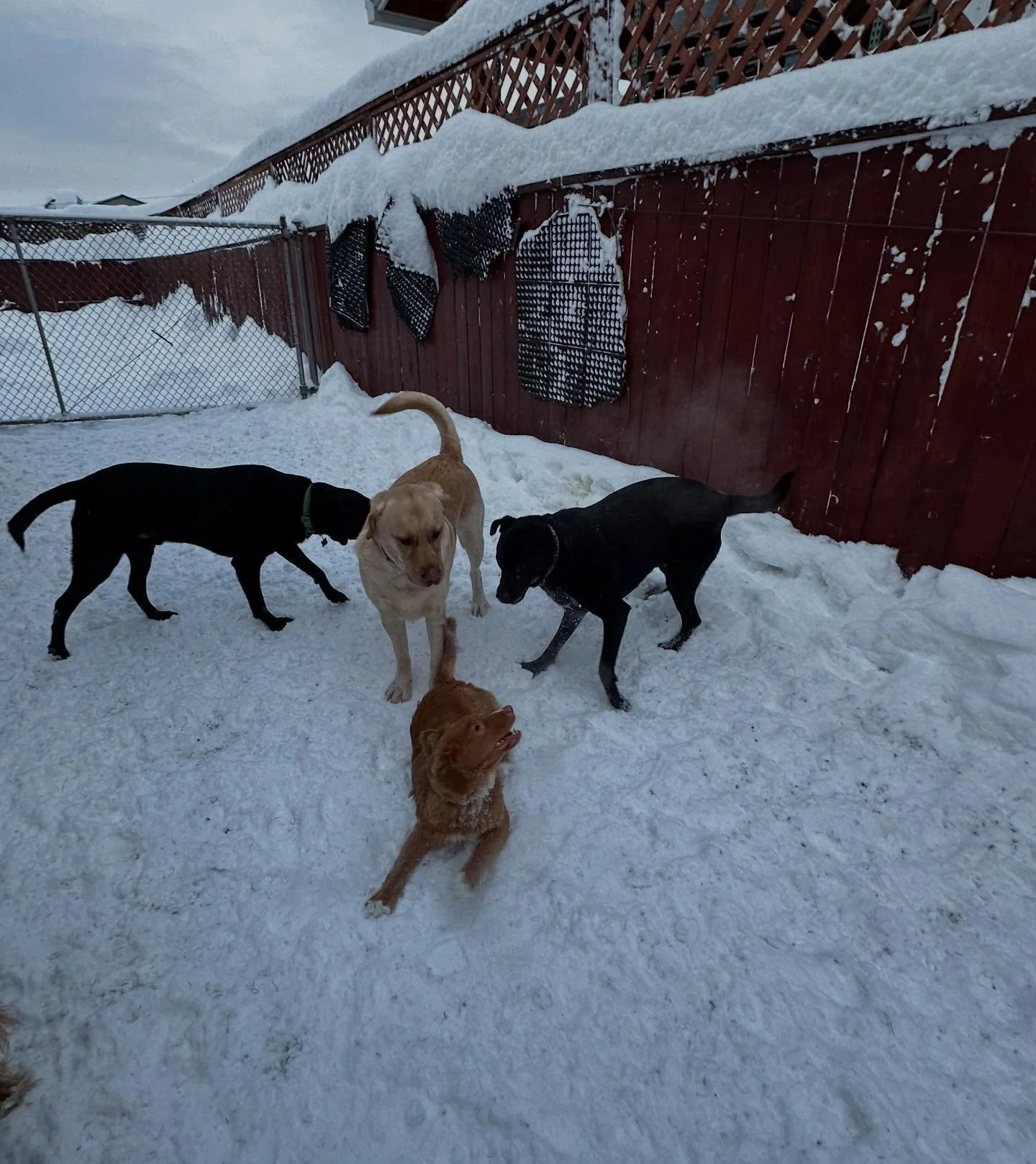 Have yourself a smiley Tuesday!❄️🌨️🥰🐾