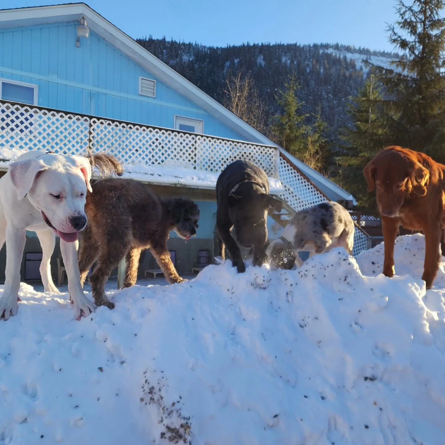Feeling in the negatives but these pups don't care. Some opted to remain inside while these guys got out and into some rumpus in the snow