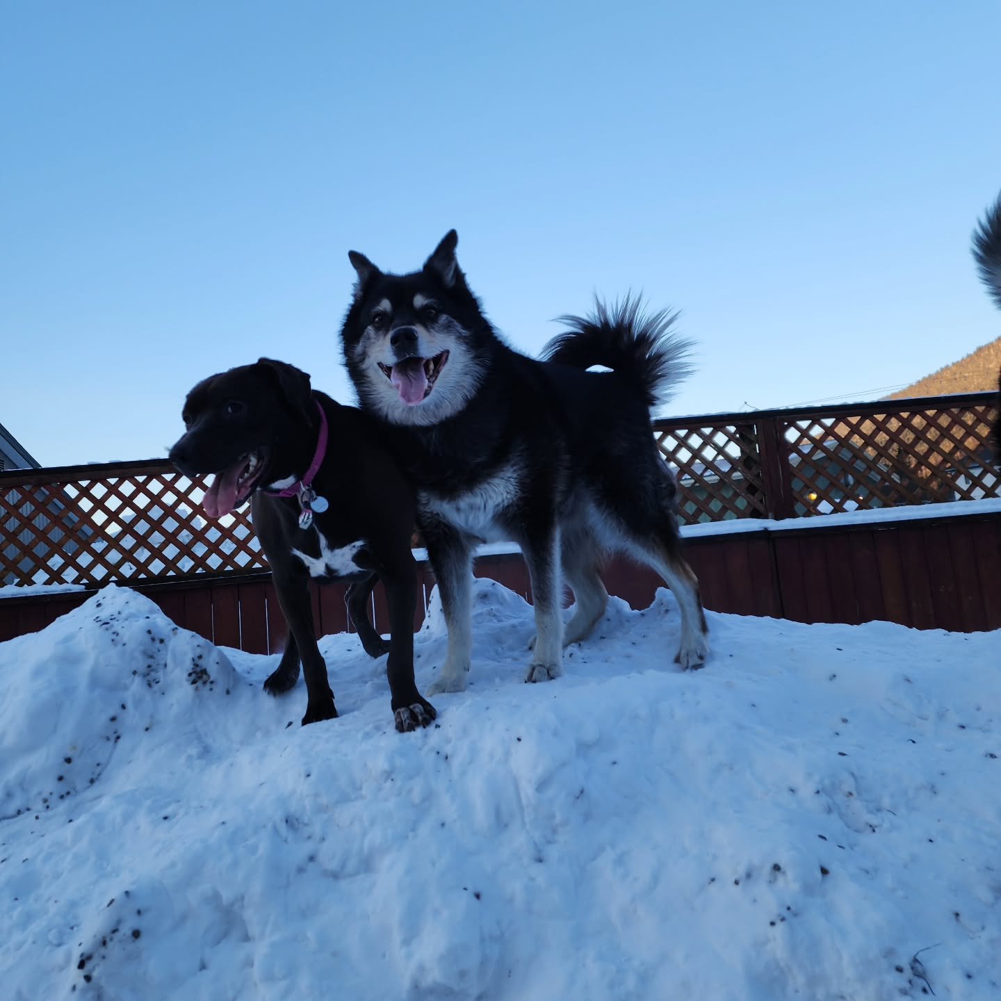 Our post Christmas group is pretty small today, but they are bringing big fun in the snow!