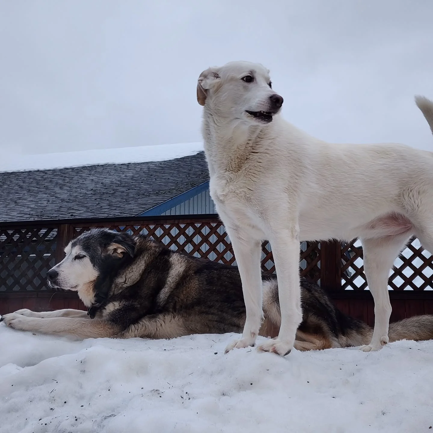 This morning consists of rumpus and shenanigans outside and keeping it easy inside.