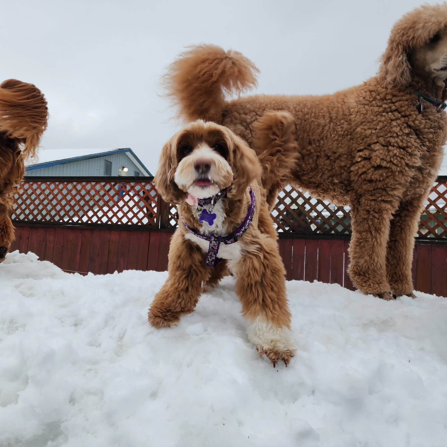 Nothing like some slush puppies on this Tuesday!
