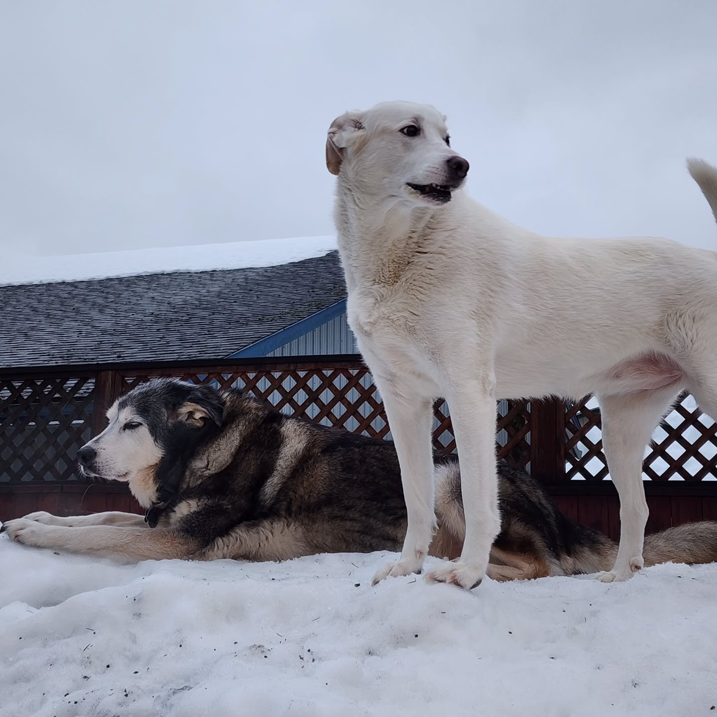 This morning consists of rumpus and shenanigans outside and keeping it easy inside.