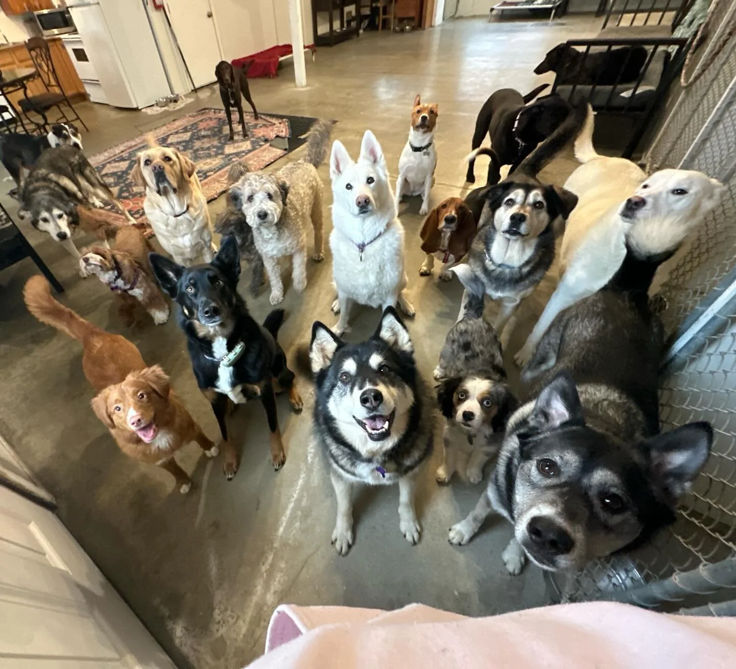 Long time, no post! We&rsquo;ve been so busy trying to keep up! Hope everyone is having a wonderful Thursday! (We very much are!!!!) ❄️😃💕🐾 

Swipe all they way to the right to catch miss millie winking at you😘