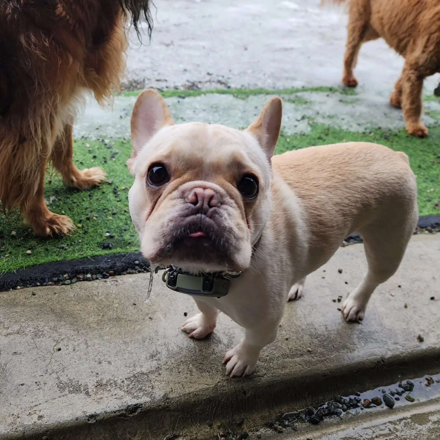 A warm welcome to Sherman on this rainy Friday! He may be small but he's got big ambitions!