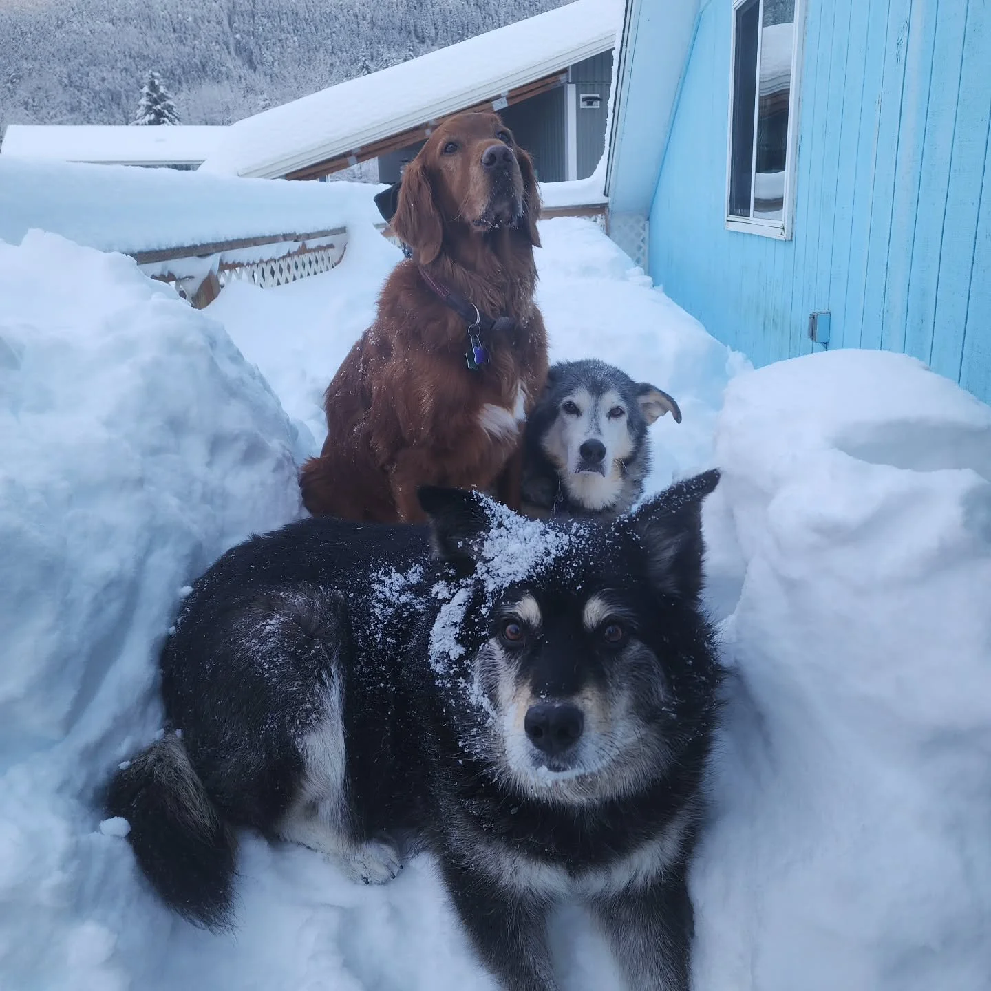 Snow? Snow! Snow... So much snow.