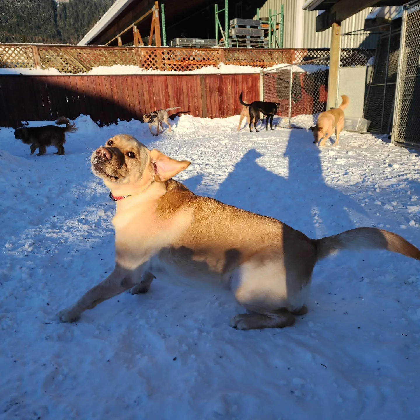 It's like it's winter or something! These dogs are getting into the holiday spirit with some rumpus in the cold and snow!