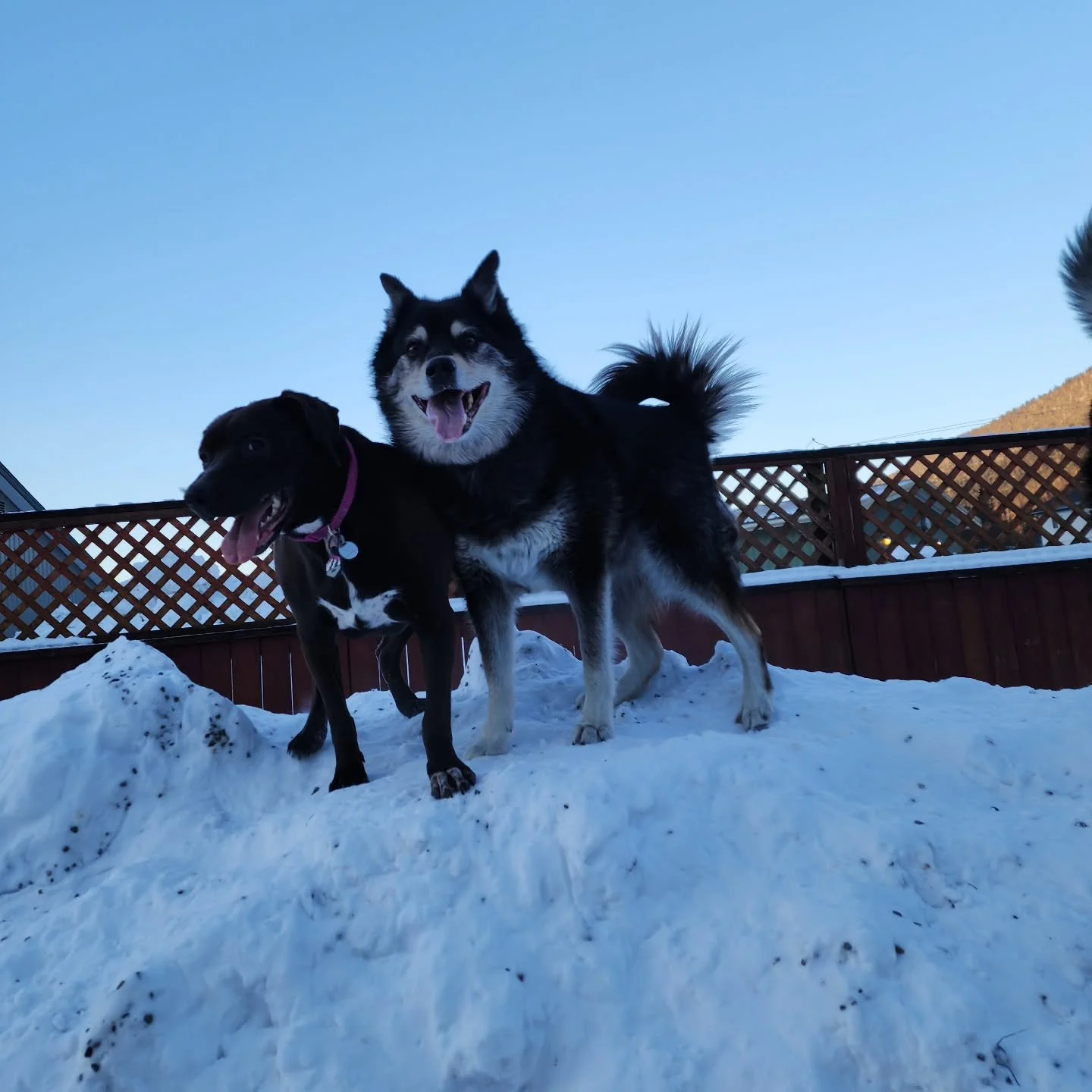 Our post Christmas group is pretty small today, but they are bringing big fun in the snow!