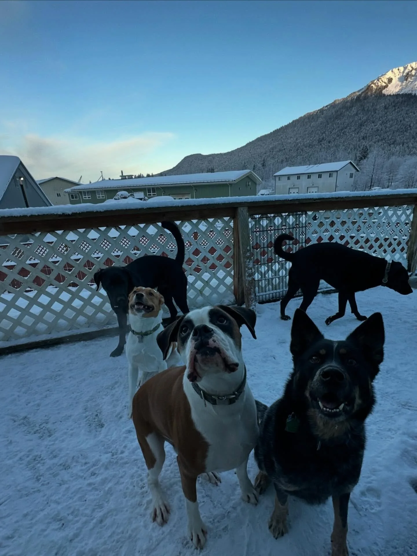 Pt. 1 of our early birds that are here on this chilly morning!🩷✨🐾