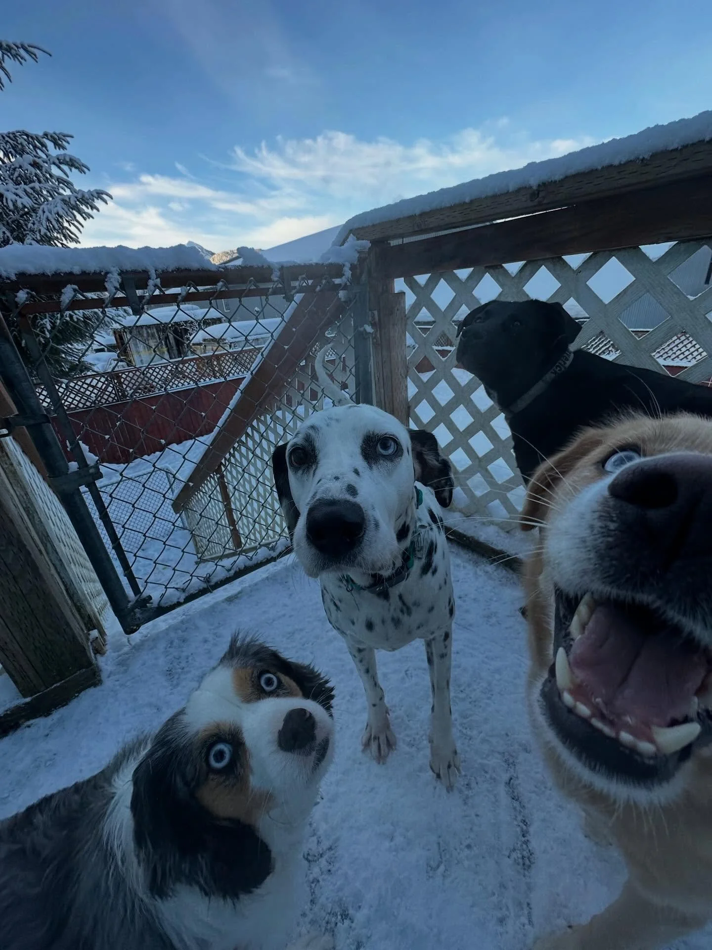 We also welcome beautiful miss pixel!👾🩷✨she fits right is and is besties with all! (First pic all the blue eye ladiez)