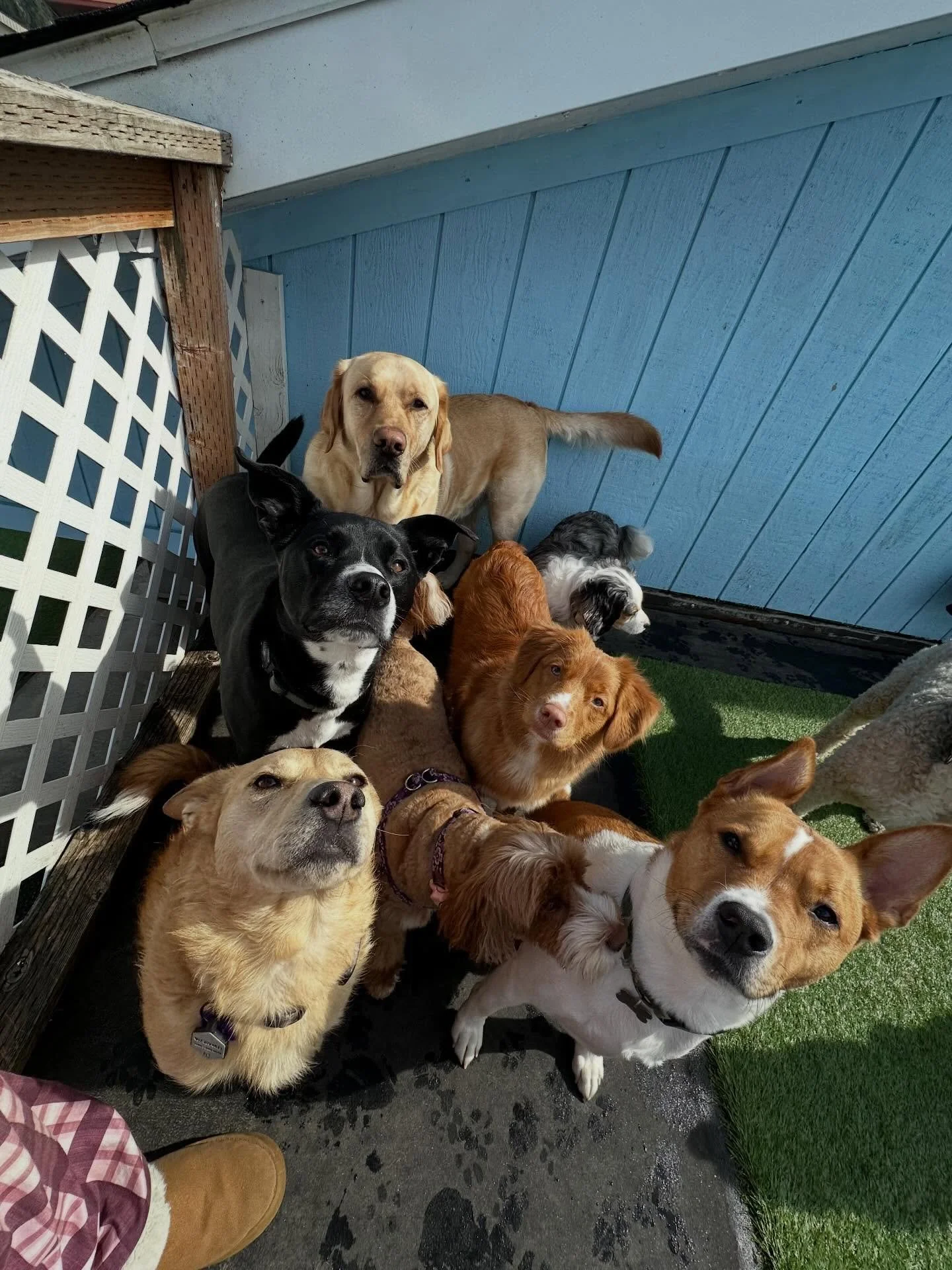 Everyone had a complete blast on this beautiful sunny Tuesday we&rsquo;re having! They assisted while we spring cleaned, Dug holes in the snow, snuggled, and wrestled best friends! Everyone will be sleeping good tonight🥰✨💕