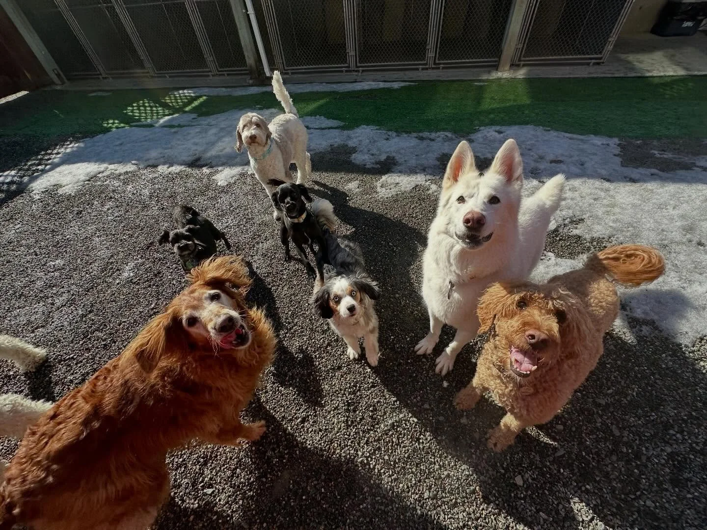 Pt 1 of one of our pupper groups✨🐾😃💕we are having a blast with besties and some sun!