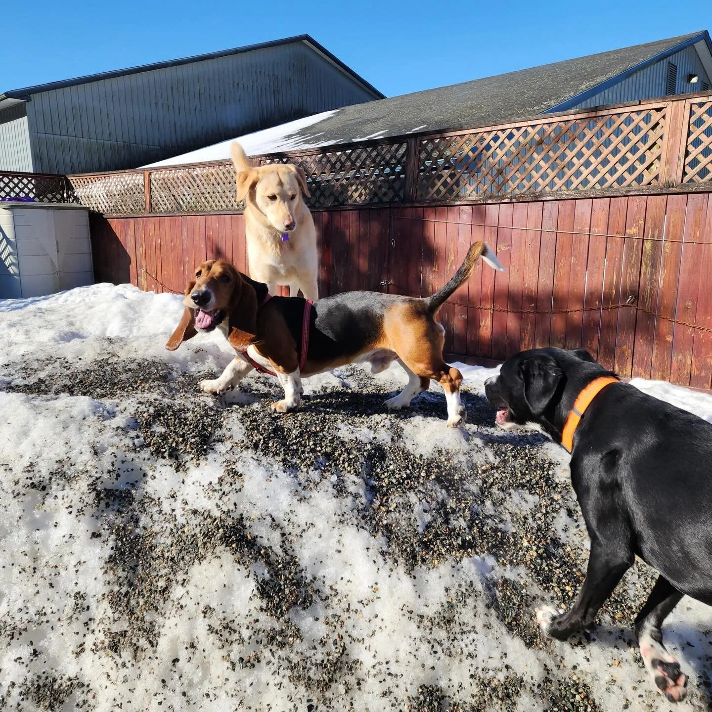 Pt. 2 of our other pack soaking up the sun and getting some steps in🥰🐾✨💕