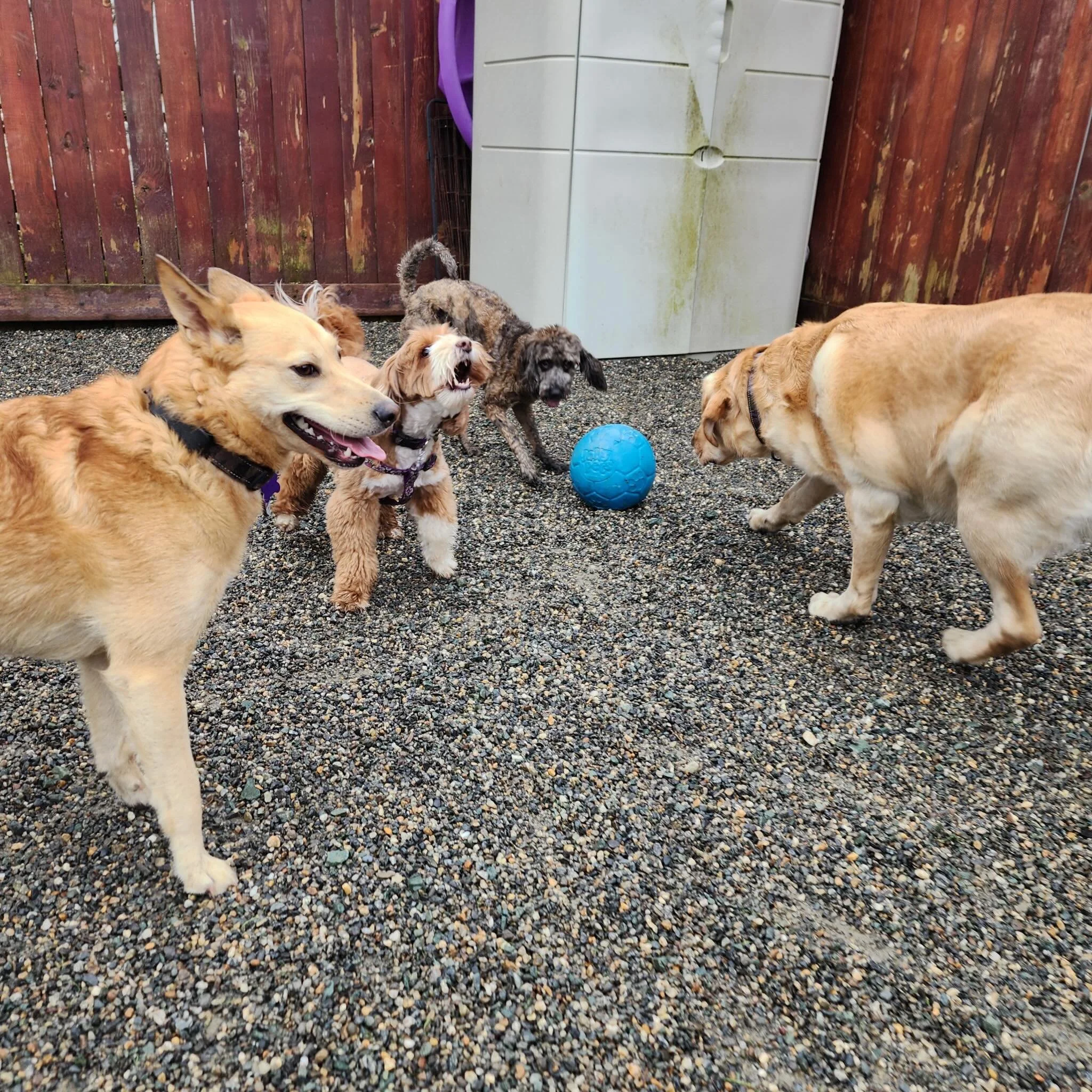 Having a ball in the rain🌧️⚽️💕