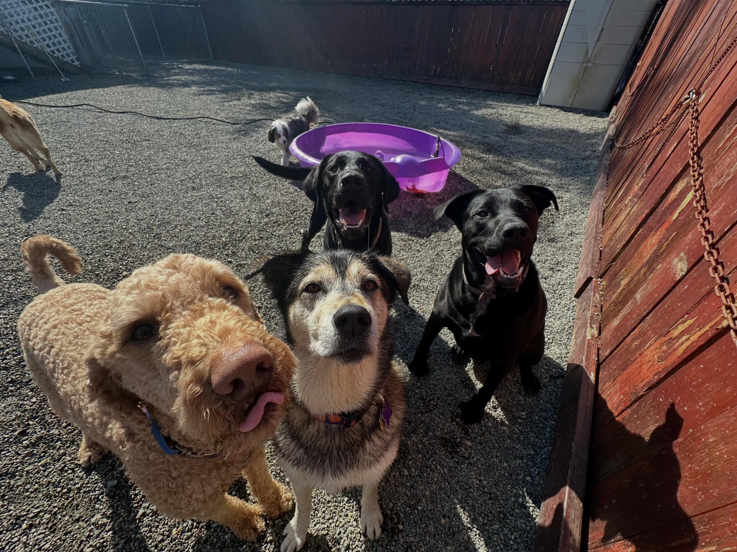 Fun time here at daycare in the sun with friends🥰🩷🐾pt. 2