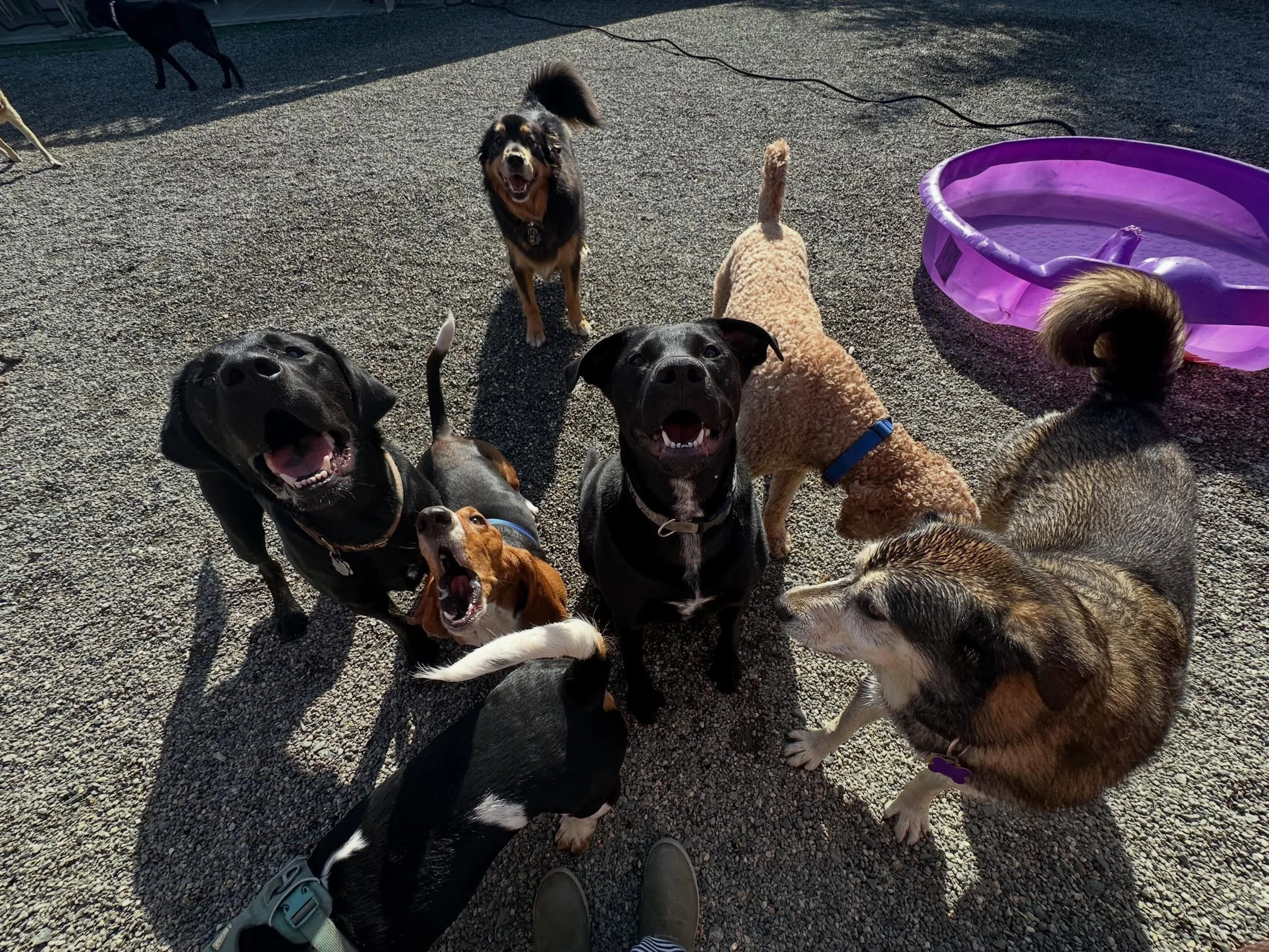Pool is out! And so is the sun!☀️🐾🩷post of the day pt. 1
