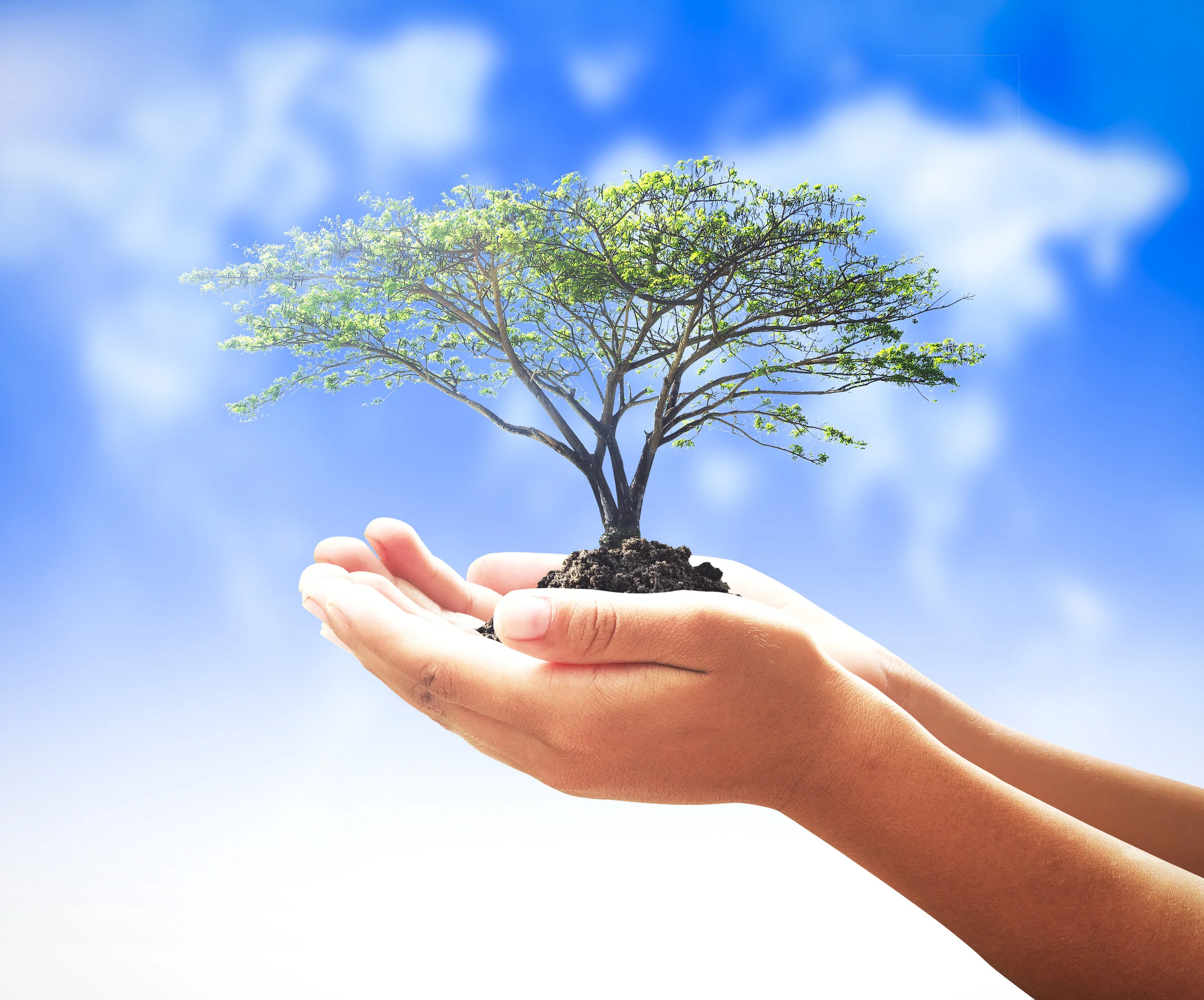 tree in hand.jpg