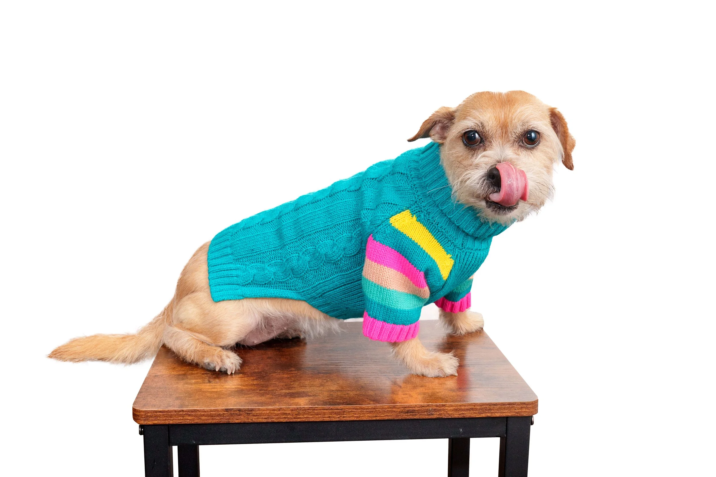 The Secret to our PAWsitive Culture ~ Wanda Wednesdays