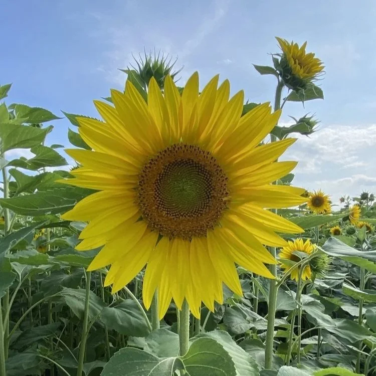 Our Next Gen, Homegrown Stars