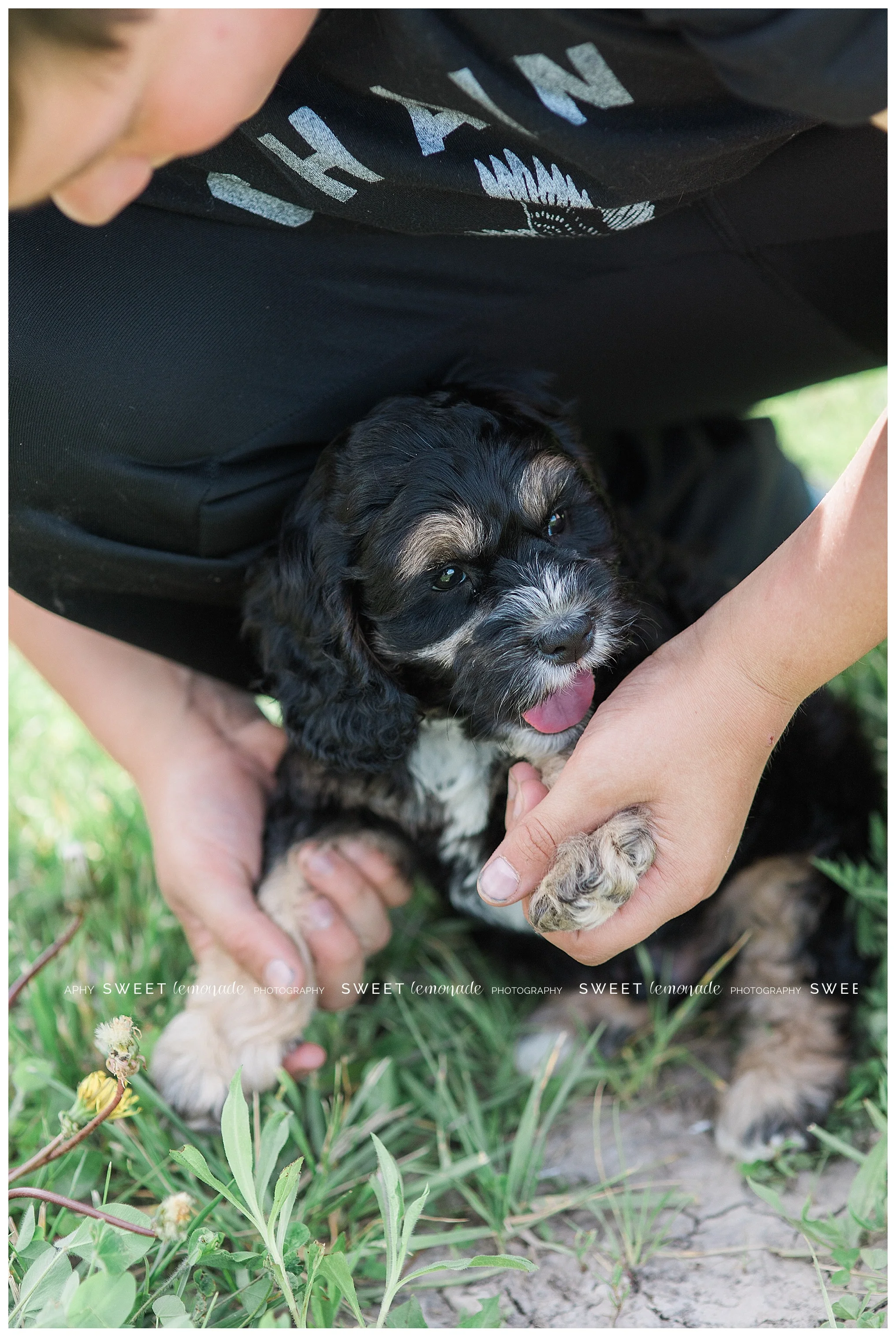 champaign-county-mahomet-illinois-pet-photographer-cavapoo-sweet-lemonade-photography_1089.jpg