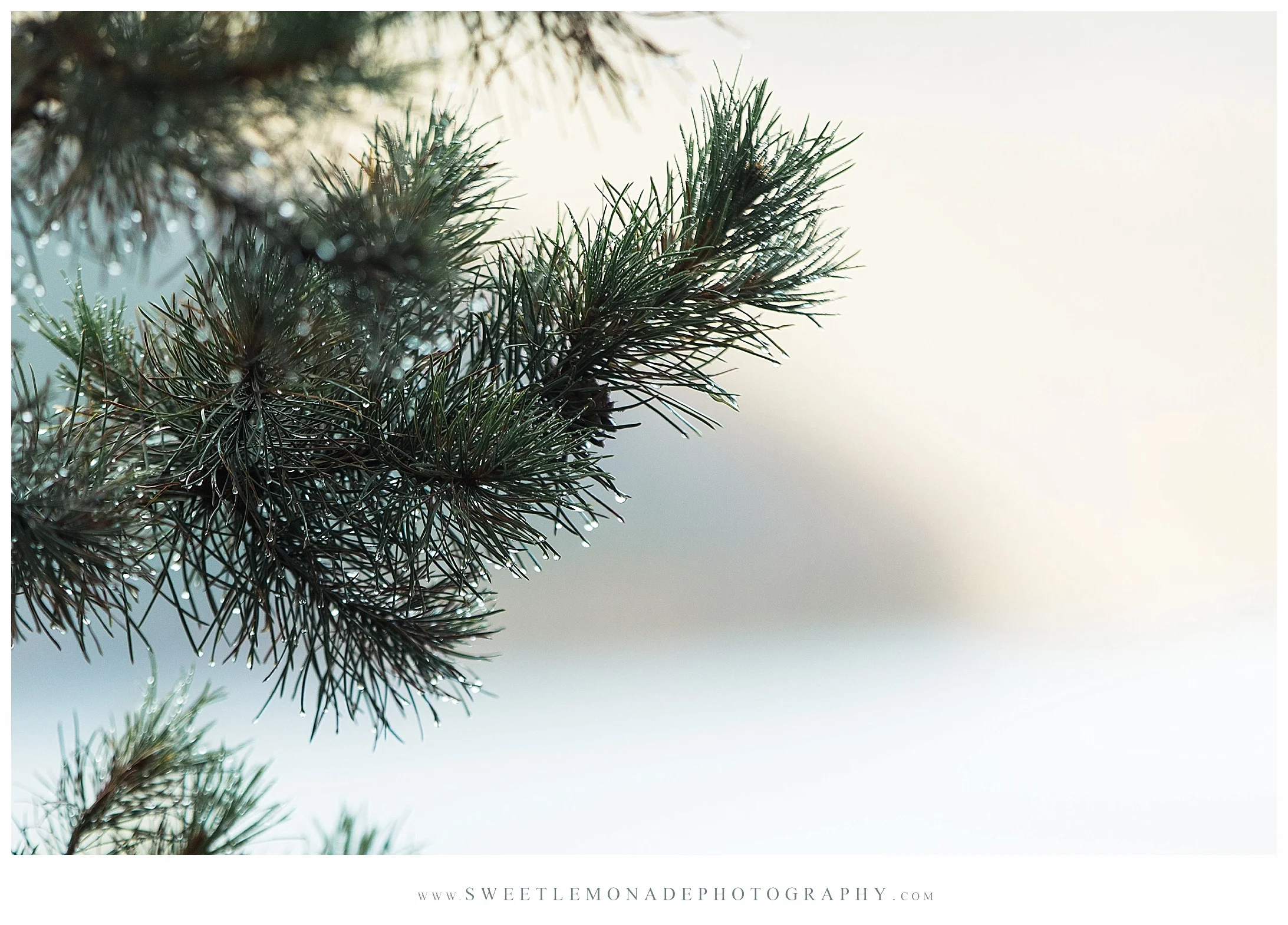 grand-lake-colorado-destination-senior-photographer-sweet-lemonade-photography_2295.jpg