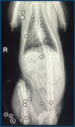 Bobby Xray.png