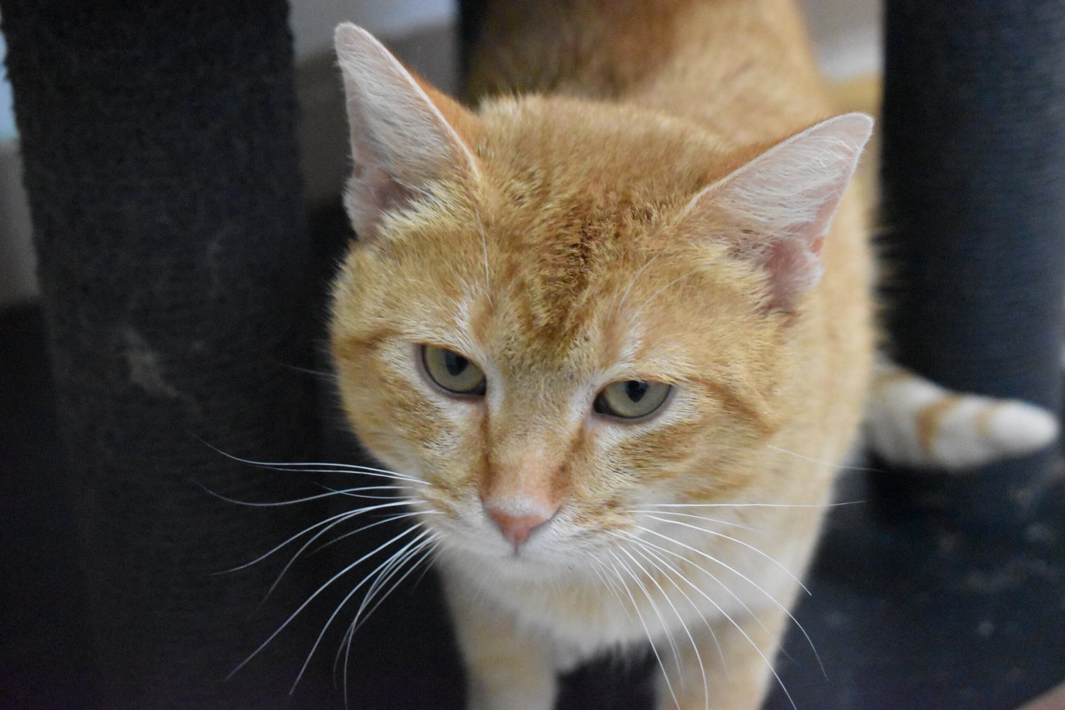 Madison Cat Project